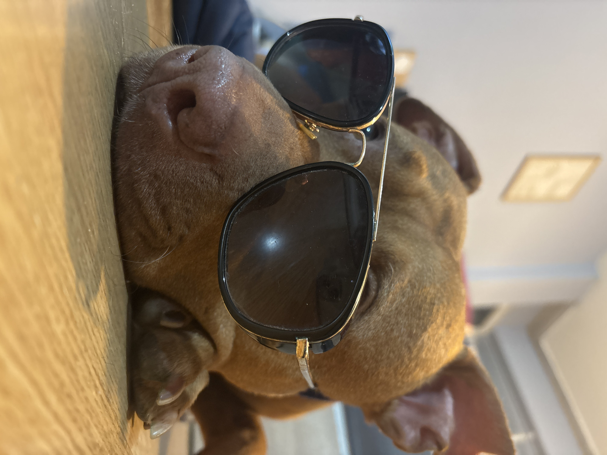 A brown dog rests its head on a wooden surface, wearing dark sunglasses with a gold frame. The dog’s nose is pressed against the edge of the wood. Part of a paw is visible near the wood. The background appears to be an interior setting with light-colored walls. There is no specific information available to indicate this image was taken in Sofia, Bulgaria.