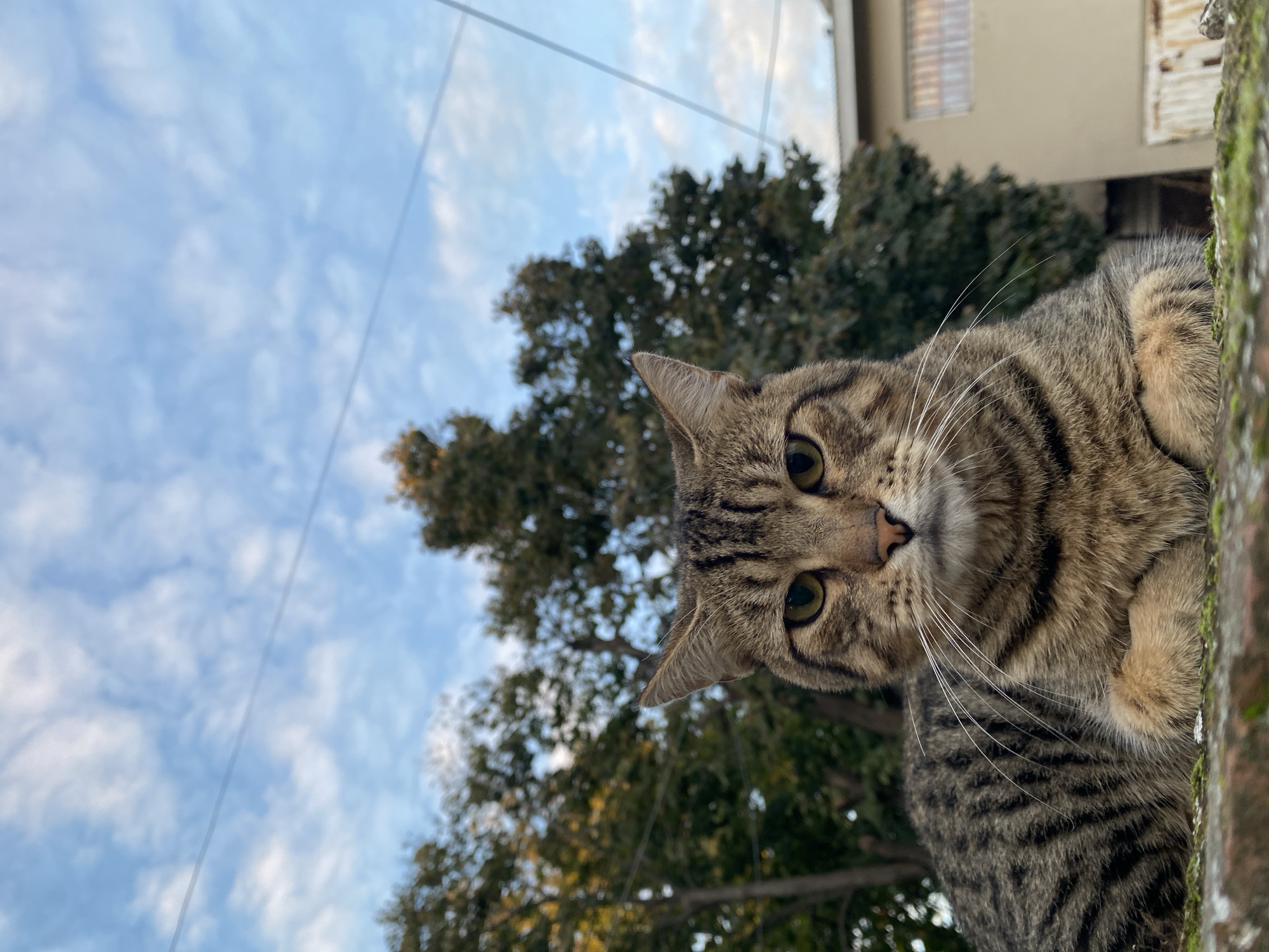A medium-sized tabby cat is the central subject of the image, perched on a moss-covered wall or ledge. The cat is predominantly brown and black striped, and its head is tilted slightly to the right, directing its gaze towards the camera. Its eyes are a yellow-green color, and long white whiskers extend from its muzzle.
Behind the cat, the background reveals a partly cloudy sky with hints of blue. Bare tree branches and green foliage are interspersed within the sky's view. A building is visible in the upper right corner, exhibiting a beige facade with barred windows. Two power lines diagonally extend across the frame from the top left corner.
This photo was taken in Monte Grande, Argentina.