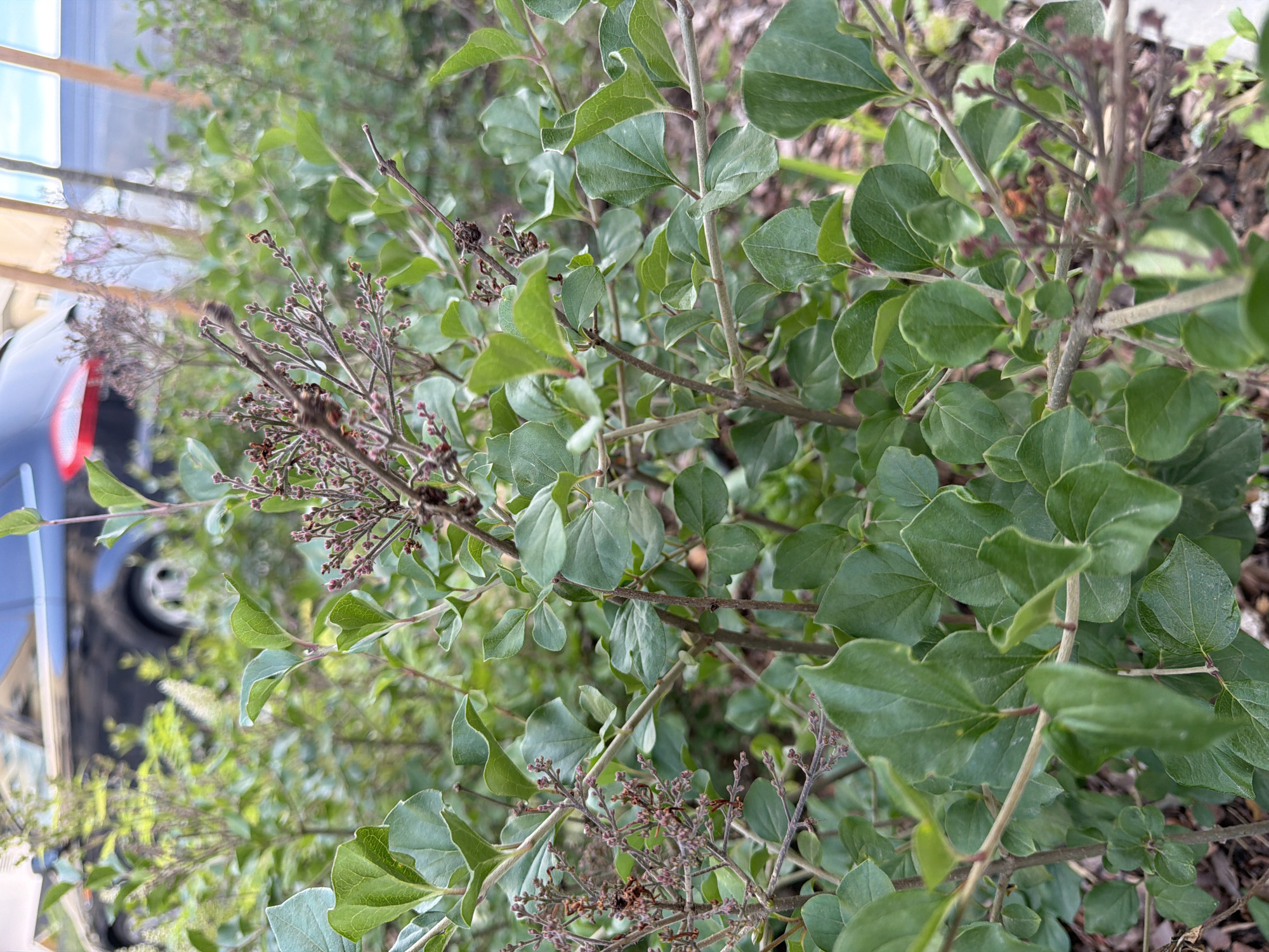 A close-up shot focuses on the branches and leaves of a bush. The leaves are a deep green and oval-shaped, with some appearing slightly curled. Small, dark reddish-brown buds cluster at the ends of thin, woody branches. In the background, out of focus, is a dark-colored vehicle with a silver stripe across its rear. The ground beneath the bush is covered in mulch and a few blades of grass. The scene appears to be outdoors in a garden or along a roadside.