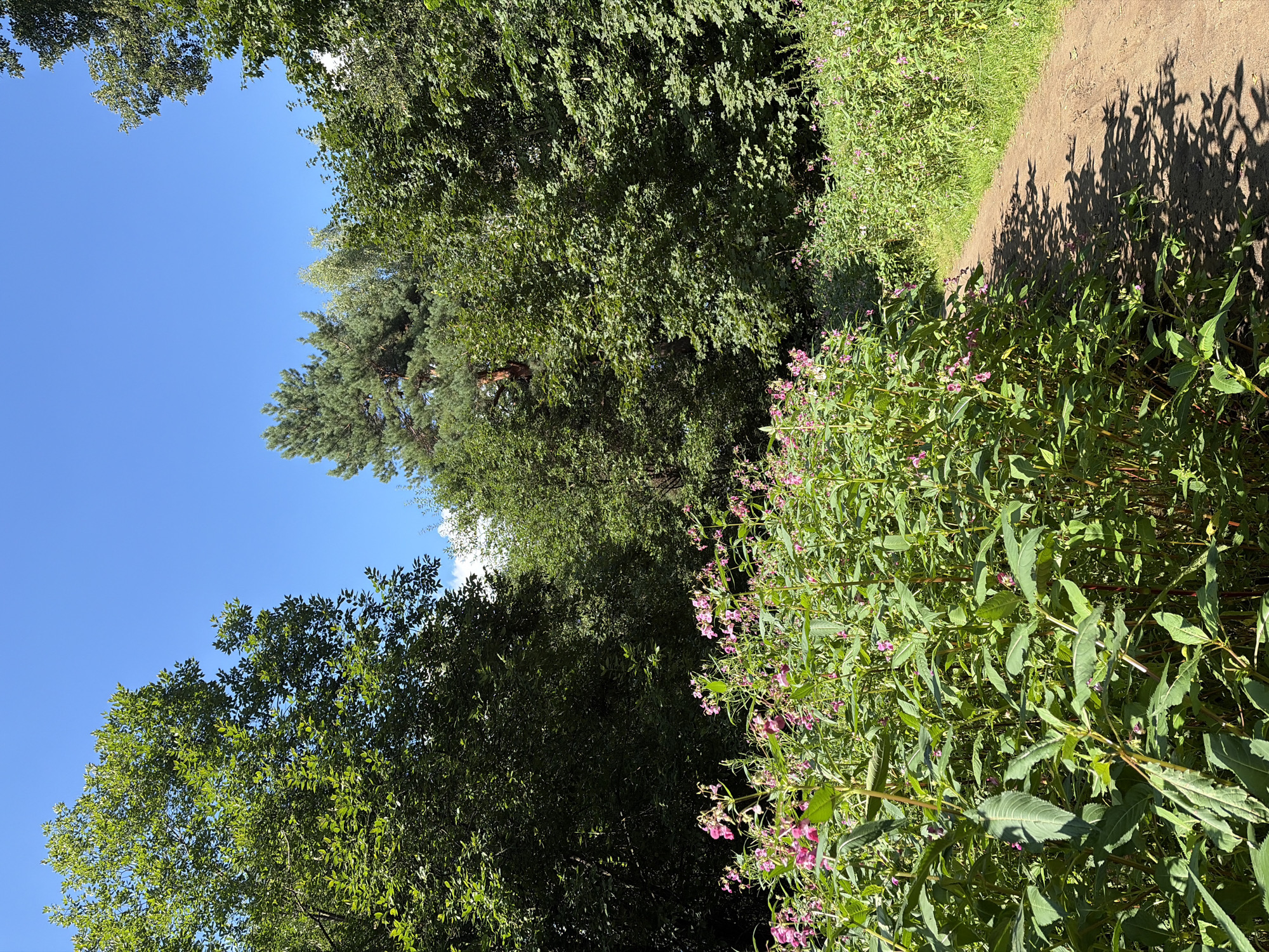 The image shows a dirt path winding through a wooded area with lush green foliage and pink wildflowers. The sky is clear and blue. The path is bordered on the left by a dense growth of tall, green plants with small pink flowers, and on the right by grass and more trees. In the background, various types of trees, including deciduous and coniferous, create a dense canopy. Sunlight filters through the leaves, casting shadows on the path. The scene appears tranquil and natural, suggesting a park or forest environment. The location is the "Park of the Levoberezhny District" in Khimki, Russia.