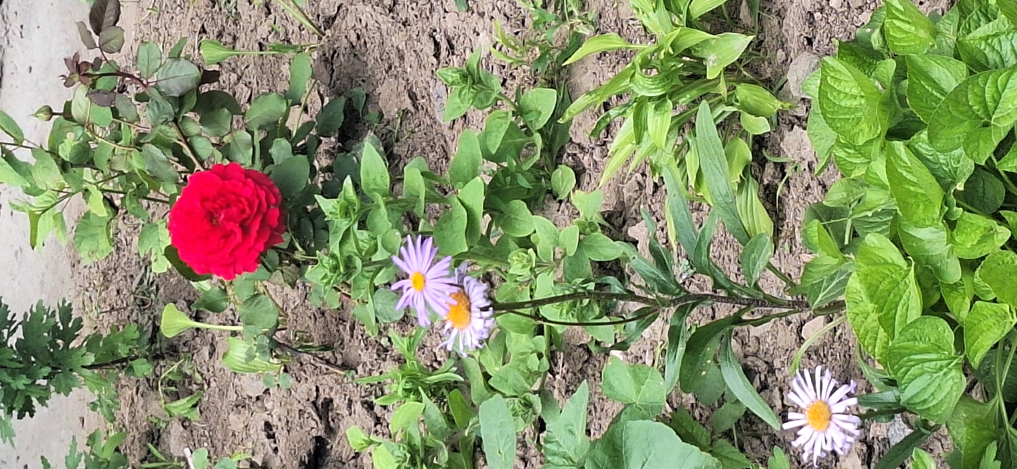 A close-up, vertical, eye-level outdoor shot shows a vibrant red rose blooming in the upper center of the frame. The rose is fully open with tightly packed petals. Below and slightly to the left of the rose, two purple aster flowers with yellow centers are visible. The lower aster is more in focus than the upper one. The flowers are surrounded by lush green foliage and stems, with some dry, cracked soil in the background and at the bottom of the frame. The lighting appears to be natural daylight, creating soft shadows. The scene is consistent with a garden in Bila Tserkva, Ukraine.