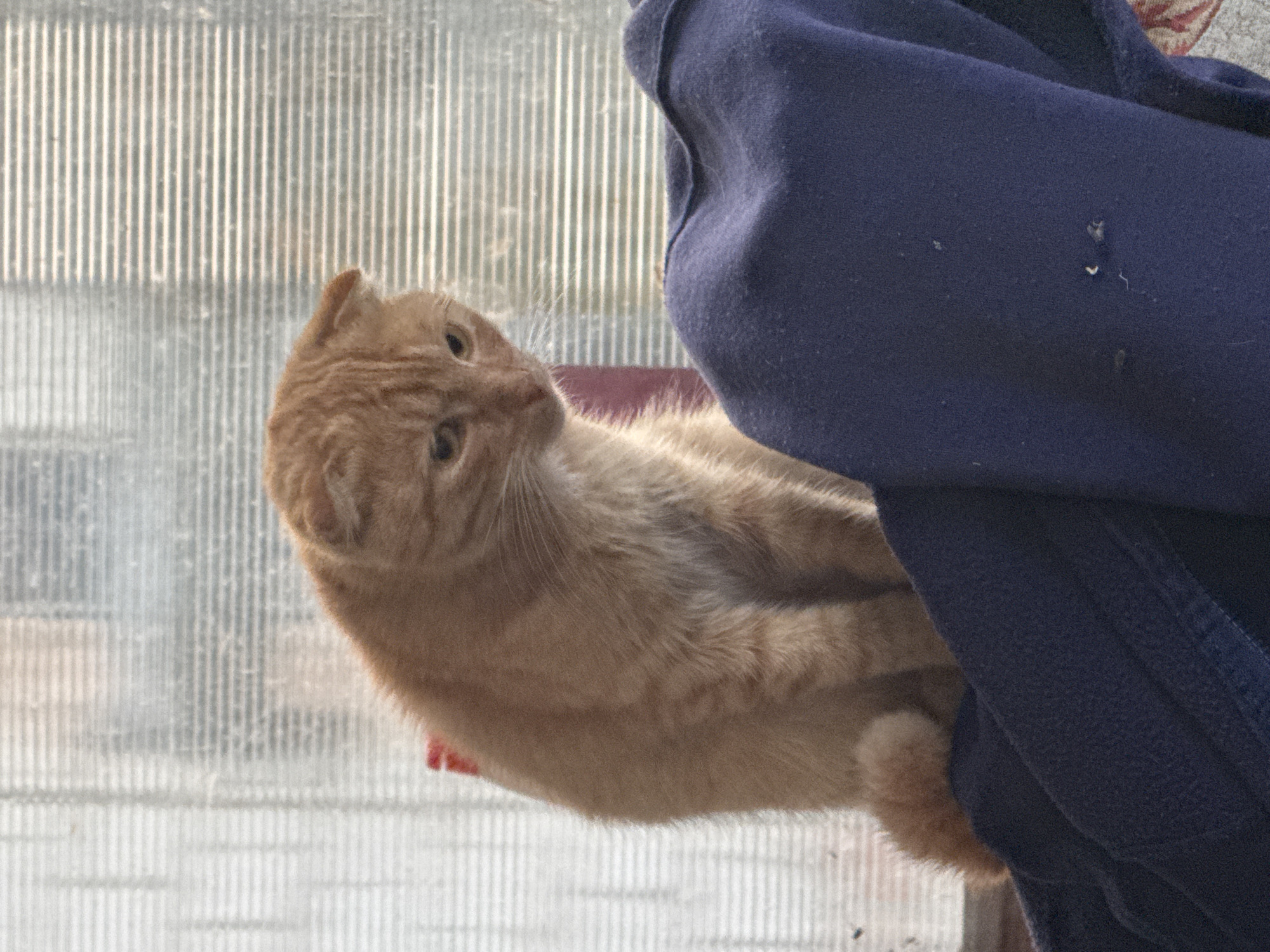 An orange tabby cat with folded ears sits on a dark blue garment in front of a window. The cat is looking down with its head tilted. The window has horizontal blinds. The background appears to be an interior space. The image is not located in the city of Unknown, Unknown.