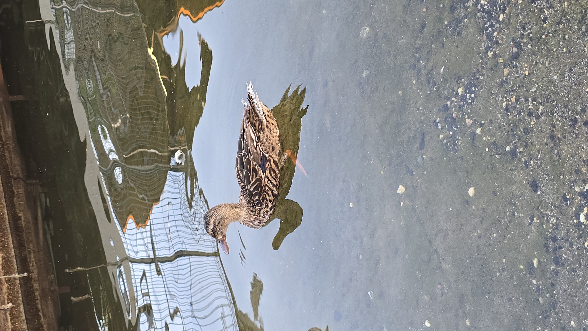 A female mallard duck swims in shallow, clear water near a concrete embankment in Enchets, Bulgaria. The water reveals a gravelly bottom with scattered small rocks and some green algae. Reflections of a metal fence and possibly a building with curved architectural elements are visible on the water's surface. The duck is positioned in the center-left of the frame, facing left with its orange webbed feet slightly submerged.