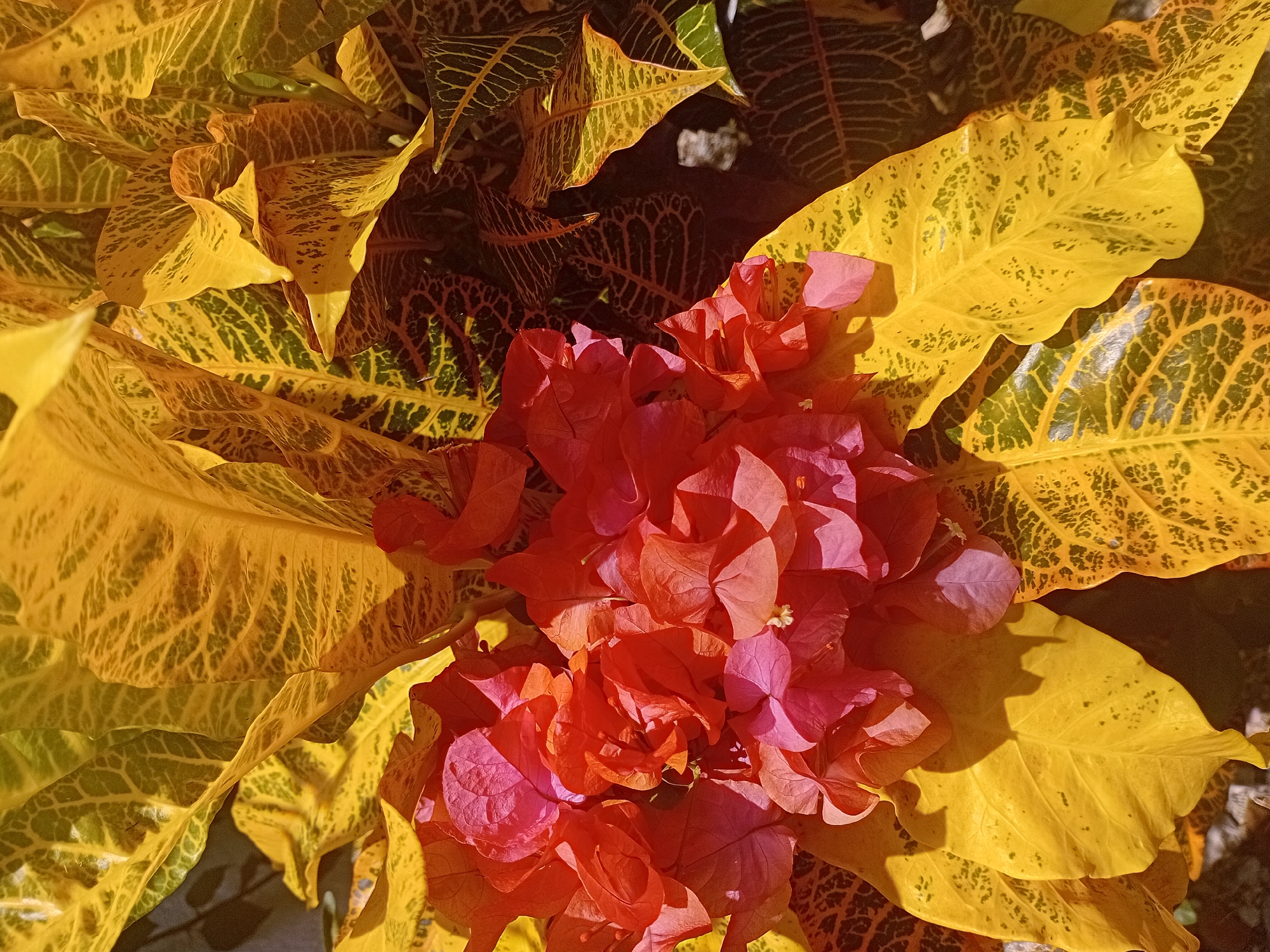 This close-up image captures a vibrant display of tropical foliage under bright, direct sunlight. The central subject is a dense cluster of Bougainvillea flowers, showcasing intense hues of pink, fuchsia, and reddish-orange. The delicate petals appear somewhat translucent due to the strong light.
Surrounding the Bougainvillea are numerous Croton leaves, known for their striking variegation. These leaves are predominantly a brilliant yellow, intricately patterned with dark green or brownish-green veins and mottled spots. Some leaves exhibit a blend of green and yellow, indicating various stages of their color development. The sunlight creates strong highlights and shadows, accentuating the textures and natural sheen of the leaves.
The scene depicts a natural outdoor setting, likely a garden or cultivated landscape, characteristic of tropical environments. The bright, clear light suggests it is daytime, possibly mid-morning or afternoon. No people, visible text, or man-made objects are present, allowing the focus to remain entirely on the colorful flora. The image conveys the rich biodiversity and intense colors found in locations like Parroquia Ocumare, Venezuela.
