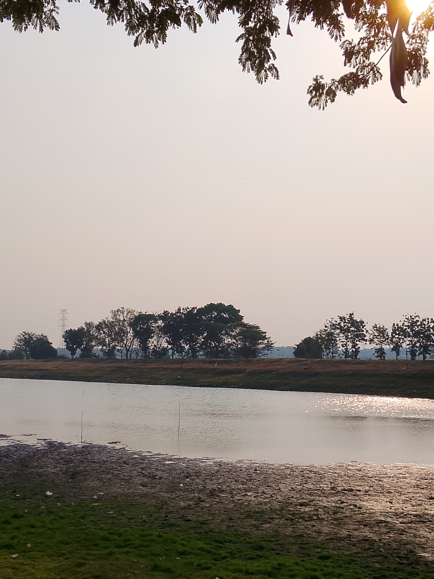 In Ngadrin, Indonesia, a serene natural landscape unfolds near a body of water. The foreground is dominated by lush green grass, giving way to a muddy shoreline dotted with debris. A calm body of water occupies the midground, reflecting the soft, hazy sky. The water's surface is rippled, with patches of sunlight creating a shimmering effect. In the distance, a line of trees marks the horizon, interspersed with what appears to be a power transmission tower. The scene is framed by the dark silhouette of tree branches against the pale sky in the upper portion of the image. The overall impression is one of tranquility and natural beauty, with subtle signs of human presence.
