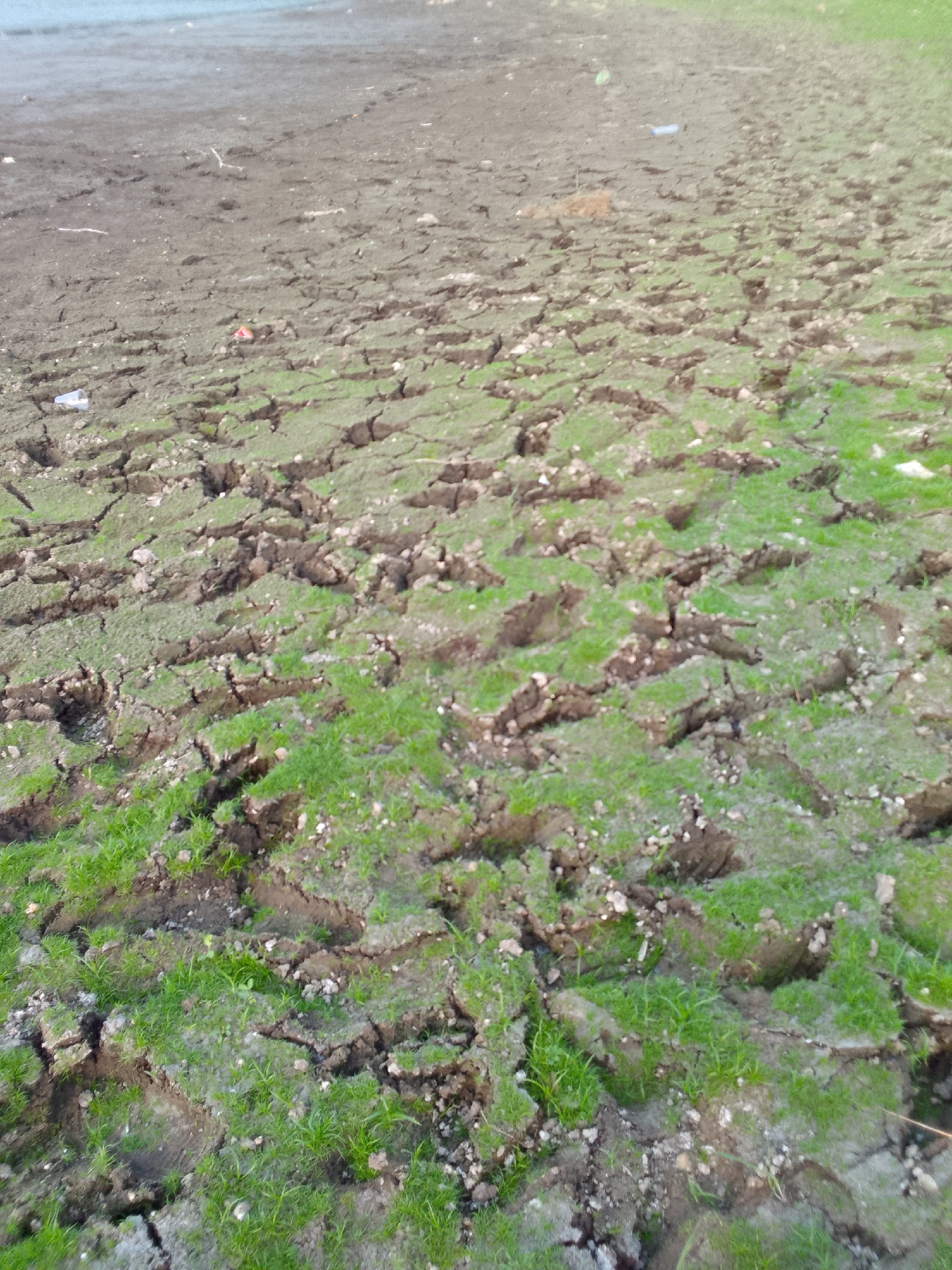 The image depicts a dry, cracked ground surface with patches of green grass growing in the fissures. The ground appears to be mud or clay, exhibiting a network of deep cracks. Small white and colored objects, possibly litter, are scattered across the surface. In the background, a body of water is visible, suggesting this is a dried-up lakebed or riverbank. The scene is located in Ciburuy, Indonesia. There are no people or animals visible in the image.