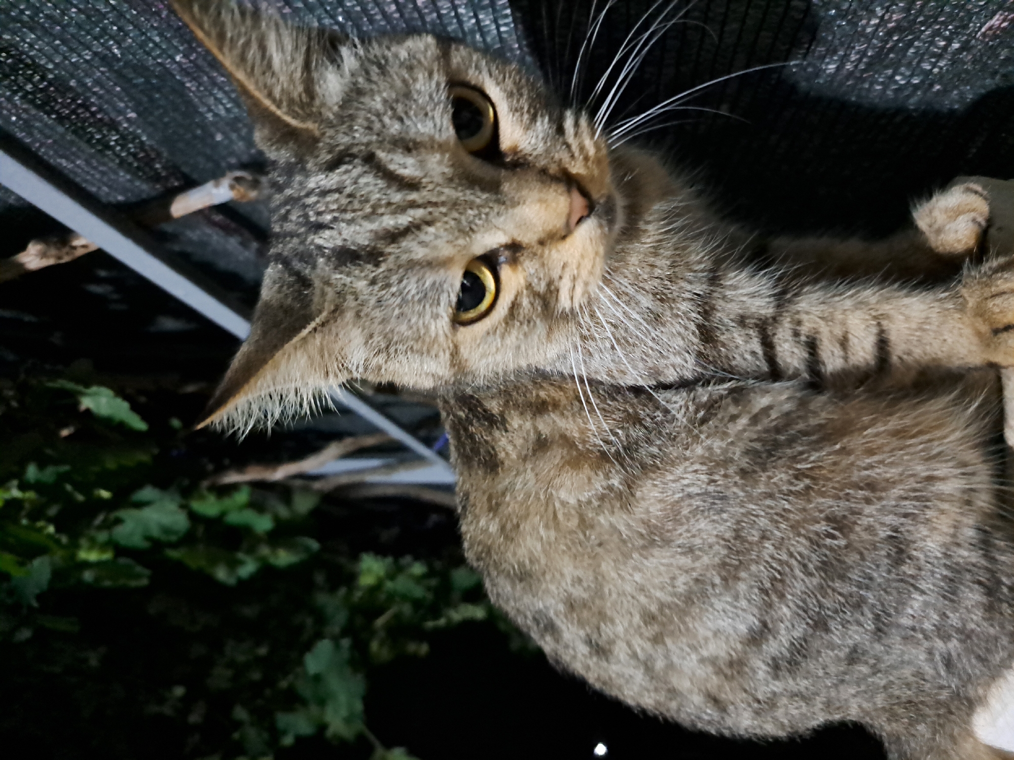 A domestic shorthair cat with tabby markings is perched on a surface, possibly a wall or ledge, at night. The cat is facing forward with its head slightly tilted to the right, and its yellow eyes are visible. Its ears are erect, and its whiskers are prominent. The background consists of dark foliage to the left and a dark, textured surface with a horizontal metal bar to the right. The scene appears to be outdoors, possibly in a backyard or garden area, with the lighting suggesting it is evening or nighttime. No human presence or specific location within Vypasne, Ukraine is discernible from the image itself.
