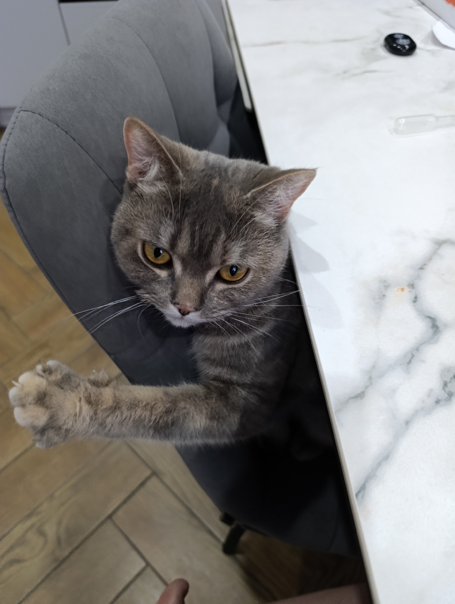 A gray tabby cat is sitting in a gray upholstered chair at a white marble table. The cat is partially visible, with its head and one paw extending from the chair. The cat's eyes are yellow and it appears to be looking directly at the camera. The table has a few small objects on it. The location is potentially Chaikovsky, Russia.