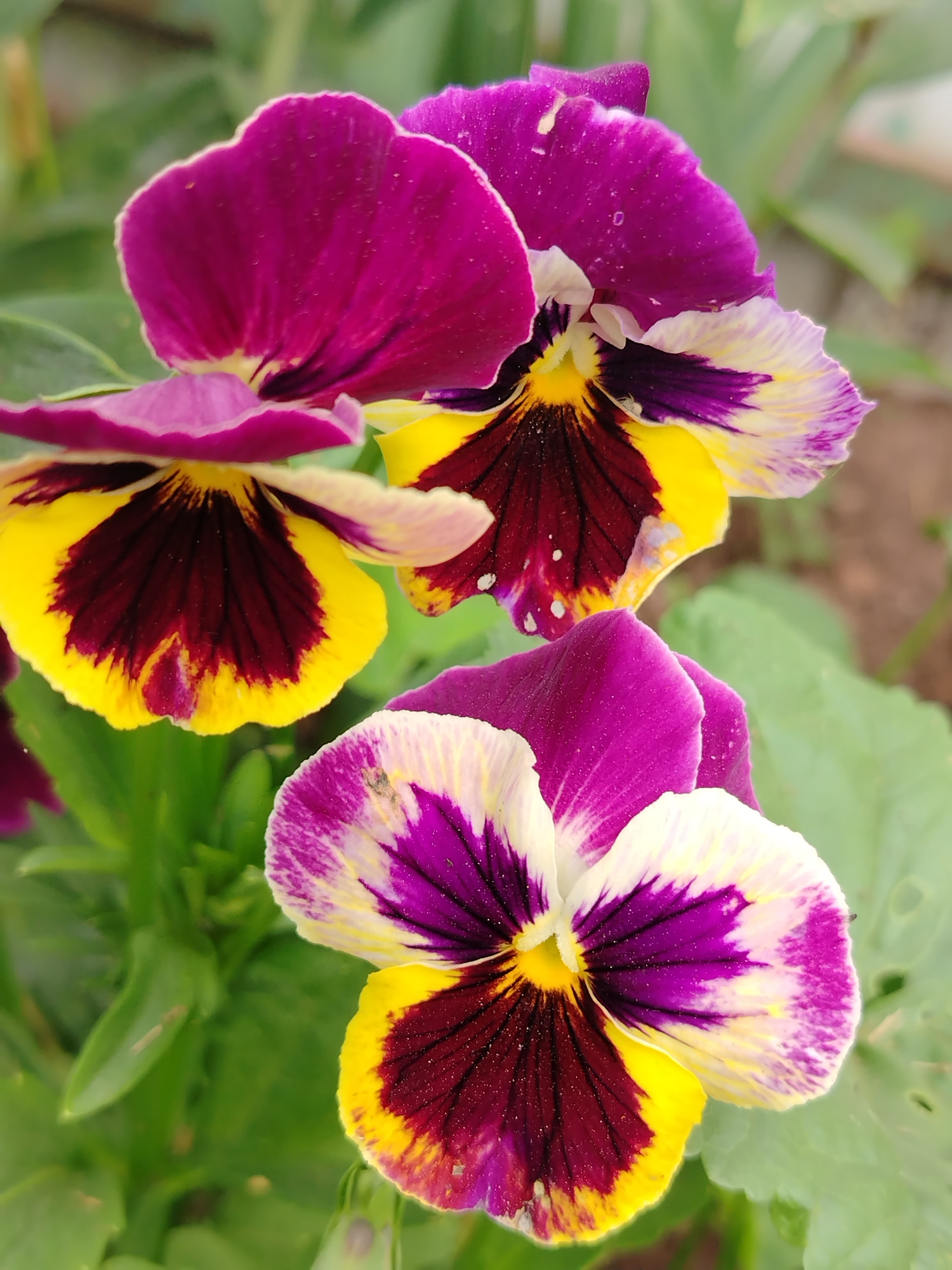 A close-up, high-angle shot captures three vibrant pansies in bloom, set against a softly blurred green background of foliage. The flowers exhibit a striking bicolor pattern, with deep purple petals edged in white and yellow, transitioning to a rich maroon center with yellow accents. The petals are delicately veined and show a slightly ruffled texture. The overall scene suggests an outdoor setting, likely a garden, though the specific location within the city of Gzhatsk, Russia, cannot be determined from the visual information provided. There are no people, objects, or actions visible in the image.