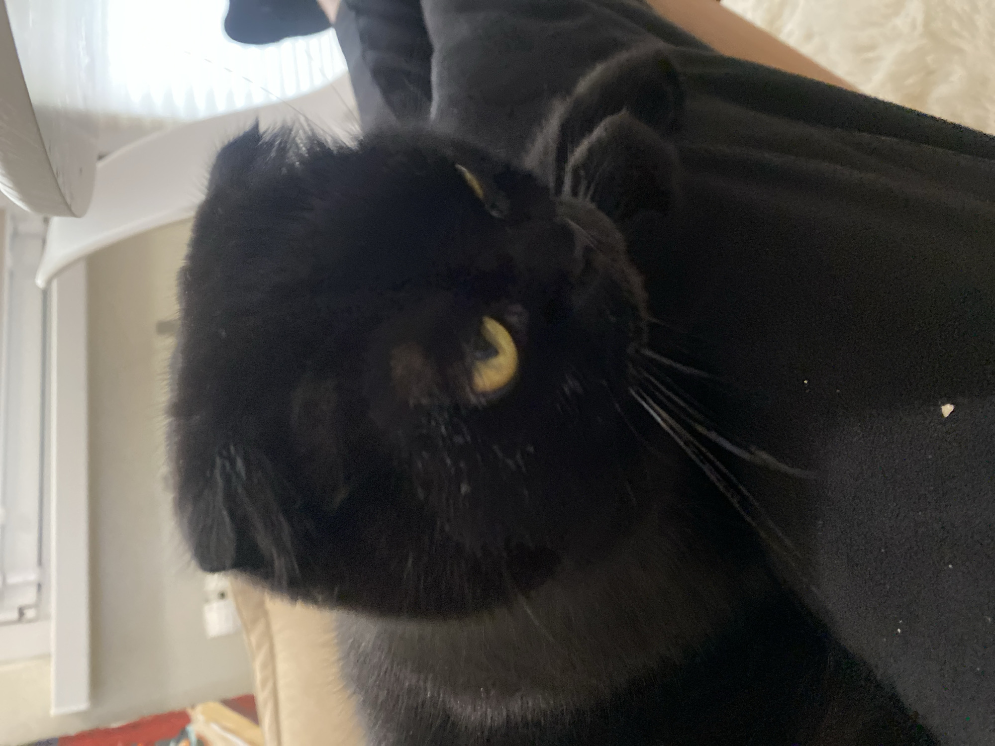 A black cat with yellow eyes is resting on a person's lap. The cat's ears are folded down, giving it a distinctive appearance. The cat is looking down and to the right. The person's lap is covered by black fabric, and a white fluffy rug is visible on the right side of the image. The background is blurred and appears to be an indoor setting with a window and blinds.