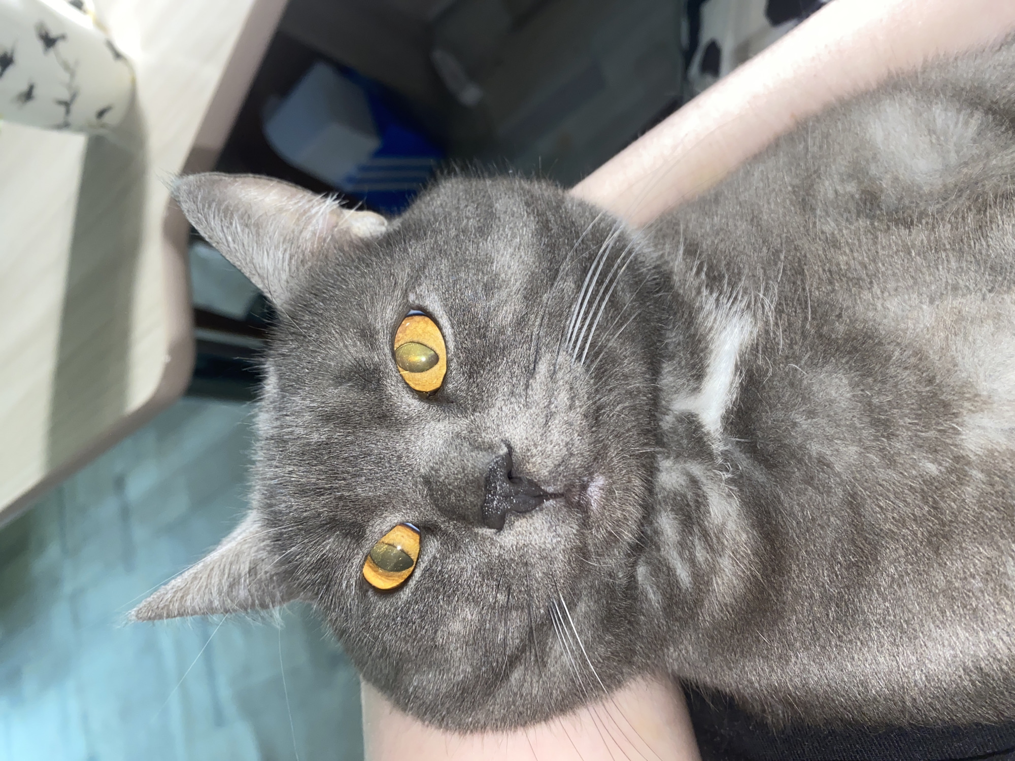 A close-up, slightly canted, indoor shot shows a gray cat with striking yellow eyes. The cat appears to be lying on a person's arm or lap. The cat has a white patch on its chest and some white whiskers. The background is blurred, but suggests a domestic interior, with a table edge visible in the upper left and a glimpse of some items underneath it.
There is no information to suggest that the image was taken in Chaikovsky, Russia.