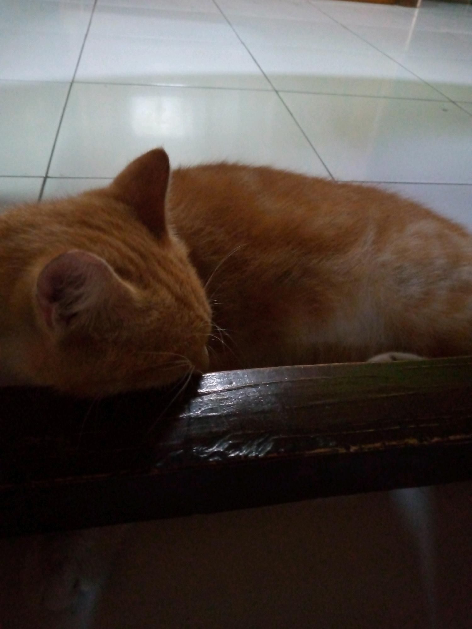 A ginger cat is sleeping on a dark wooden surface. The cat is curled up, with its head tucked into its body. Its fur is a mix of orange and white. The wooden surface appears to be part of a shelf or table. The background is a tiled floor, with a light-colored, reflective surface. The lighting is dim, with some light reflecting off the wooden surface. The image was likely taken indoors, in Sumberwono, Indonesia.