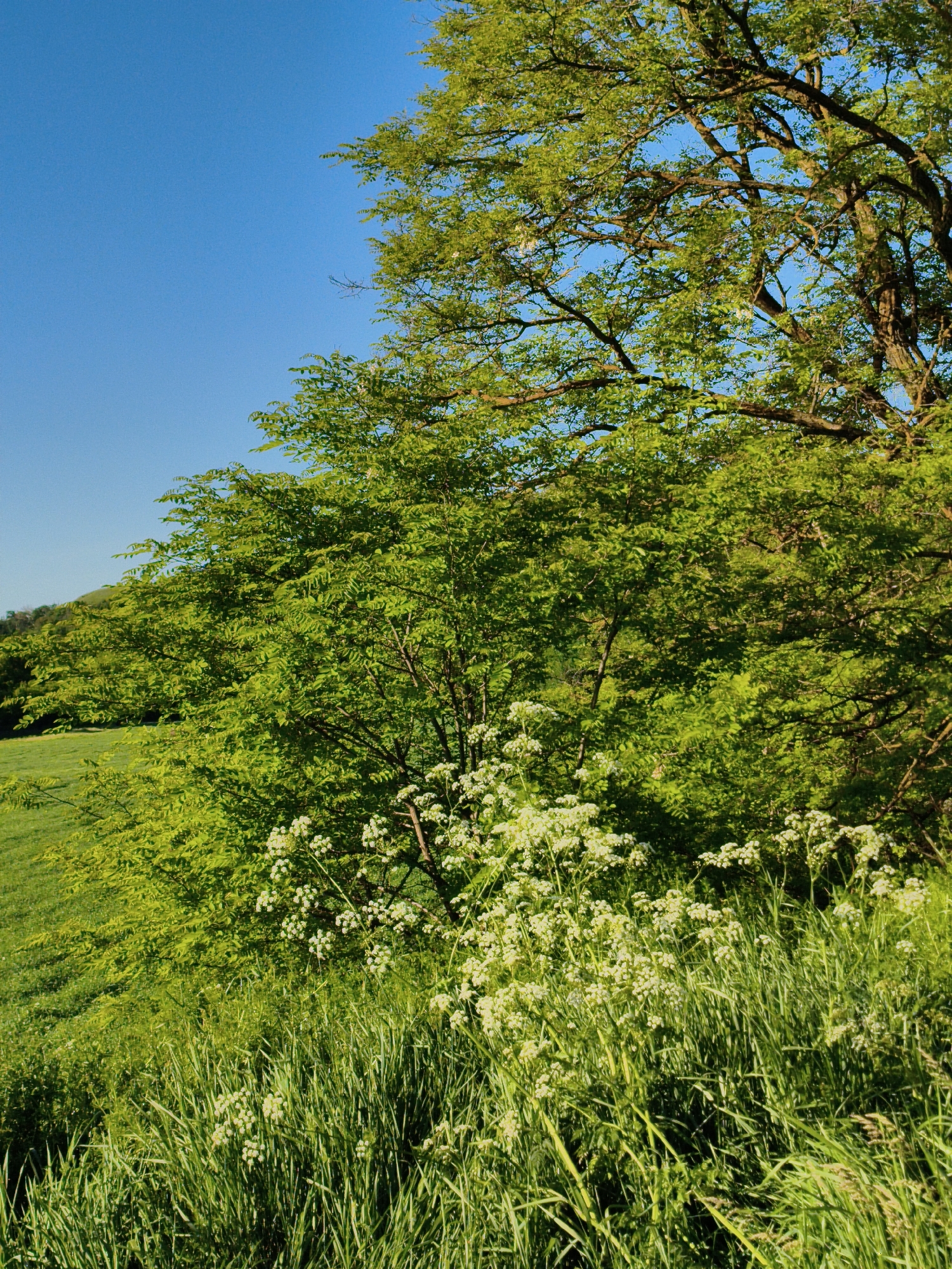A vibrant, sunlit photograph captures a verdant natural landscape in Ustyvytsia, Ukraine, during what appears to be spring or summer. The scene is dominated by lush green foliage and a clear, bright blue sky, which fills the upper-left quadrant and is visible in patches through the tree canopy.
On the right side of the frame, the dense, leafy canopy and dark branches of a large, mature tree extend downwards. Below this, a line of other trees and bushes with bright green leaves forms the mid-ground, stretching from right to left. A gently sloping, grassy field is visible on the left side of the image, appearing as a brighter green expanse.
In the foreground, tall, rich green grass fills the bottom portion of the frame. Scattered within this grass and slightly further back, numerous clusters of small, delicate white flowers add highlights to the green. These white blossoms also form a more concentrated bush-like plant near the center, at the base of the larger trees.
The lighting suggests a sunny day, likely mid-morning or late afternoon, with clear skies and no visible clouds. There are no people, man-made objects, or discernible text present in the image. The overall impression is one of peaceful natural beauty and abundant greenery.