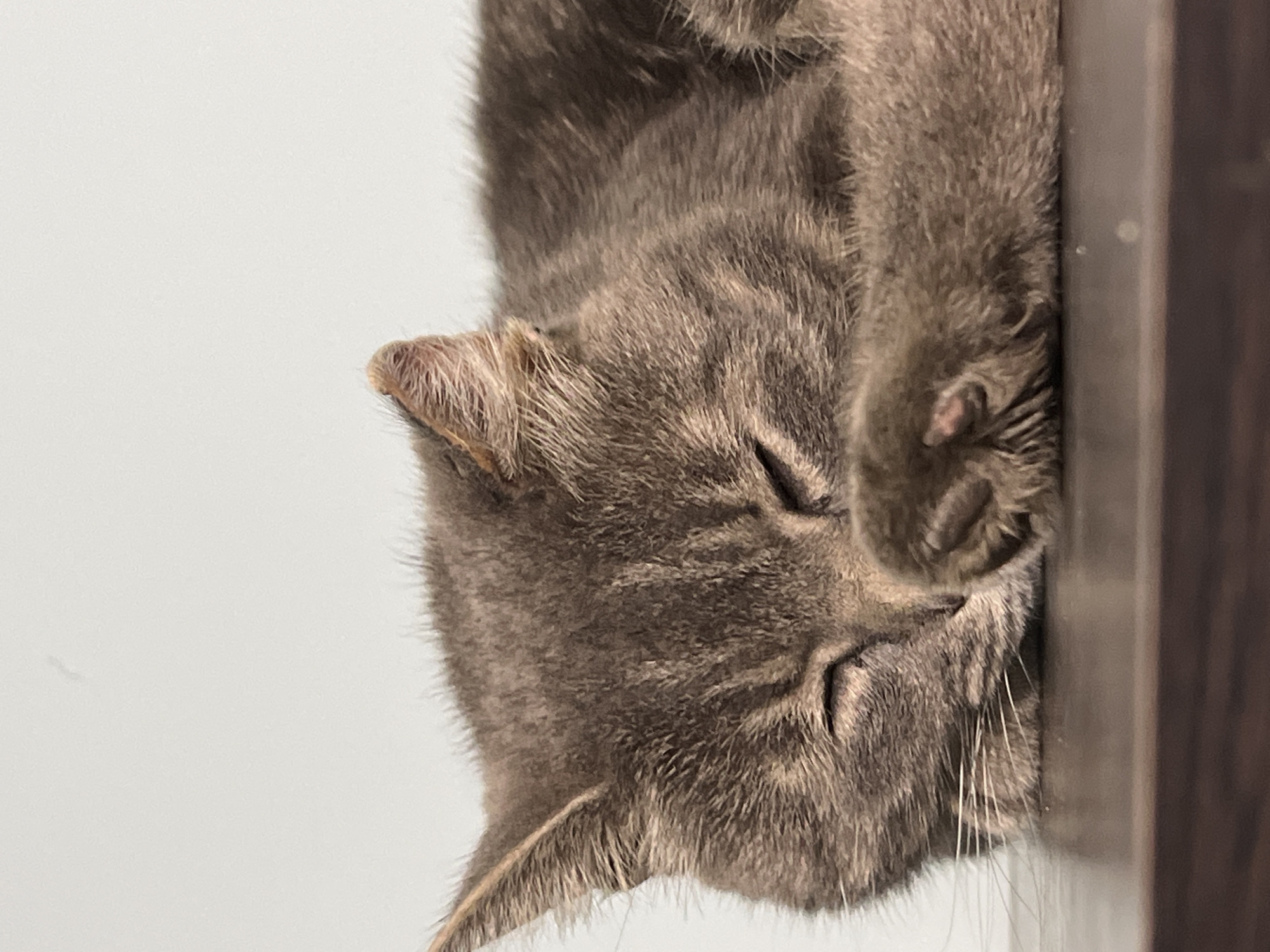 A close-up, eye-level shot shows a tabby cat sleeping on a dark brown surface. The cat is facing to the right, with its eyes closed and its head resting on its paws. Its fur is gray and brown with dark stripes. The background is a plain, light gray wall. The image does not provide any information about the location in Smolenskaya, Russia.