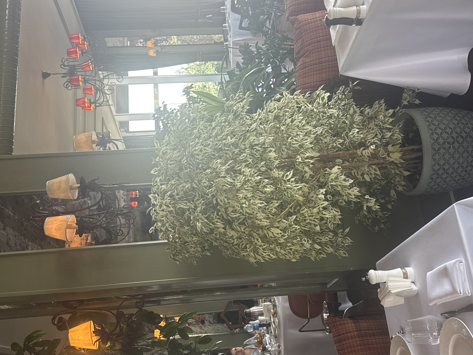 The image depicts an indoor dining area, likely a restaurant, with several tables set for meals. A large potted variegated ficus tree stands prominently in the foreground. The room features reflective surfaces, possibly mirrors or glass, that display chandeliers and light fixtures. One chandelier with red shades is visible in the upper right portion of the image. In the background, through large windows or glass panes, glimpses of greenery and outdoor light suggest a daytime setting. A woman is seated at a table in the reflection on the left side of the image. The overall ambiance suggests a well-decorated and possibly upscale dining establishment. While the city is stated to be Sabail Raion, Azerbaijan, this information cannot be visually confirmed from the image content alone.