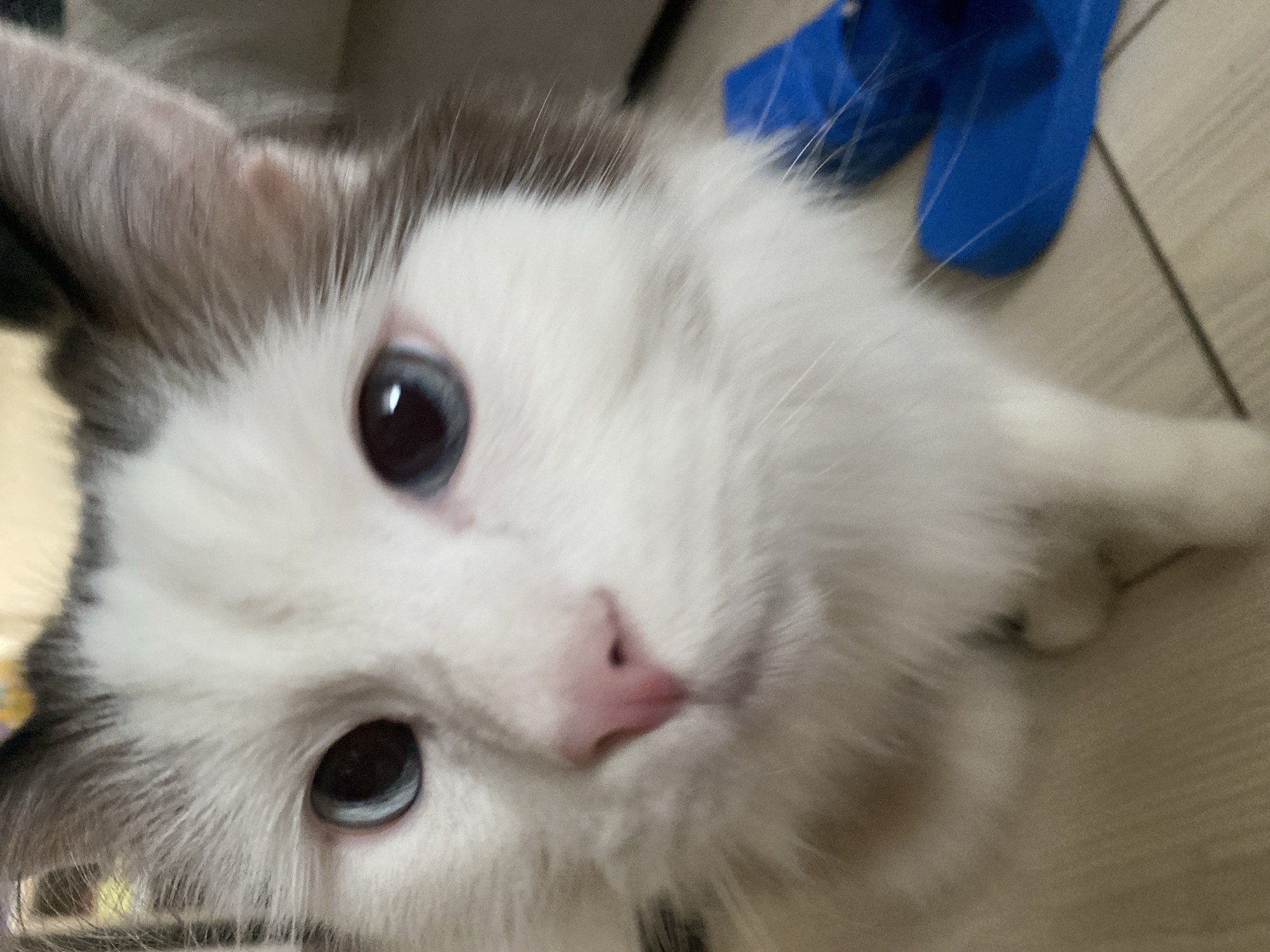 A close-up of a white cat with blue eyes and a pink nose. The cat's fur has grey patches on the head and ears. Behind the cat are a pair of blue slippers. The location of the photograph is unknown, including whether it was taken in Izhevsk, Russia.