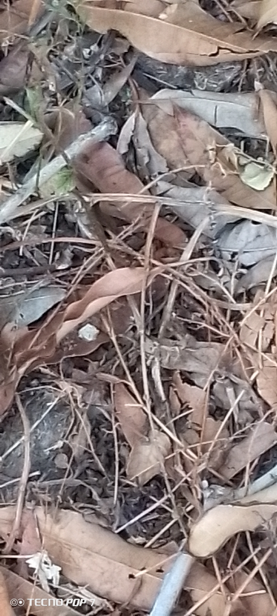 The image shows a close-up view of leaf litter and twigs on the ground. The scene appears to be outdoors, with a mix of brown and grey leaves along with thin, dry twigs scattered across the ground. No people, subjects, or actions are discernible. The environment is natural and terrestrial.