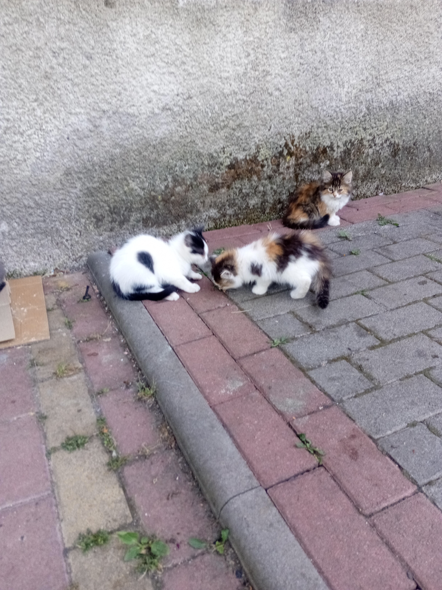 Three domestic cats are positioned on a paved walkway adjacent to a textured, weathered concrete wall. A black and white cat, with a distinctive black heart-shaped marking on its back, is resting on the walkway. Another cat, with a calico coat of white, black, and orange, is bent over as if eating something on the ground. A third cat, primarily orange and brown with white paws and chest, sits upright near the wall, looking towards the viewer. The walkway is constructed of interlocking red and grey bricks. Small patches of green vegetation are visible growing between the bricks. The environment suggests an outdoor, possibly urban or suburban setting in Tiachiv, Ukraine.