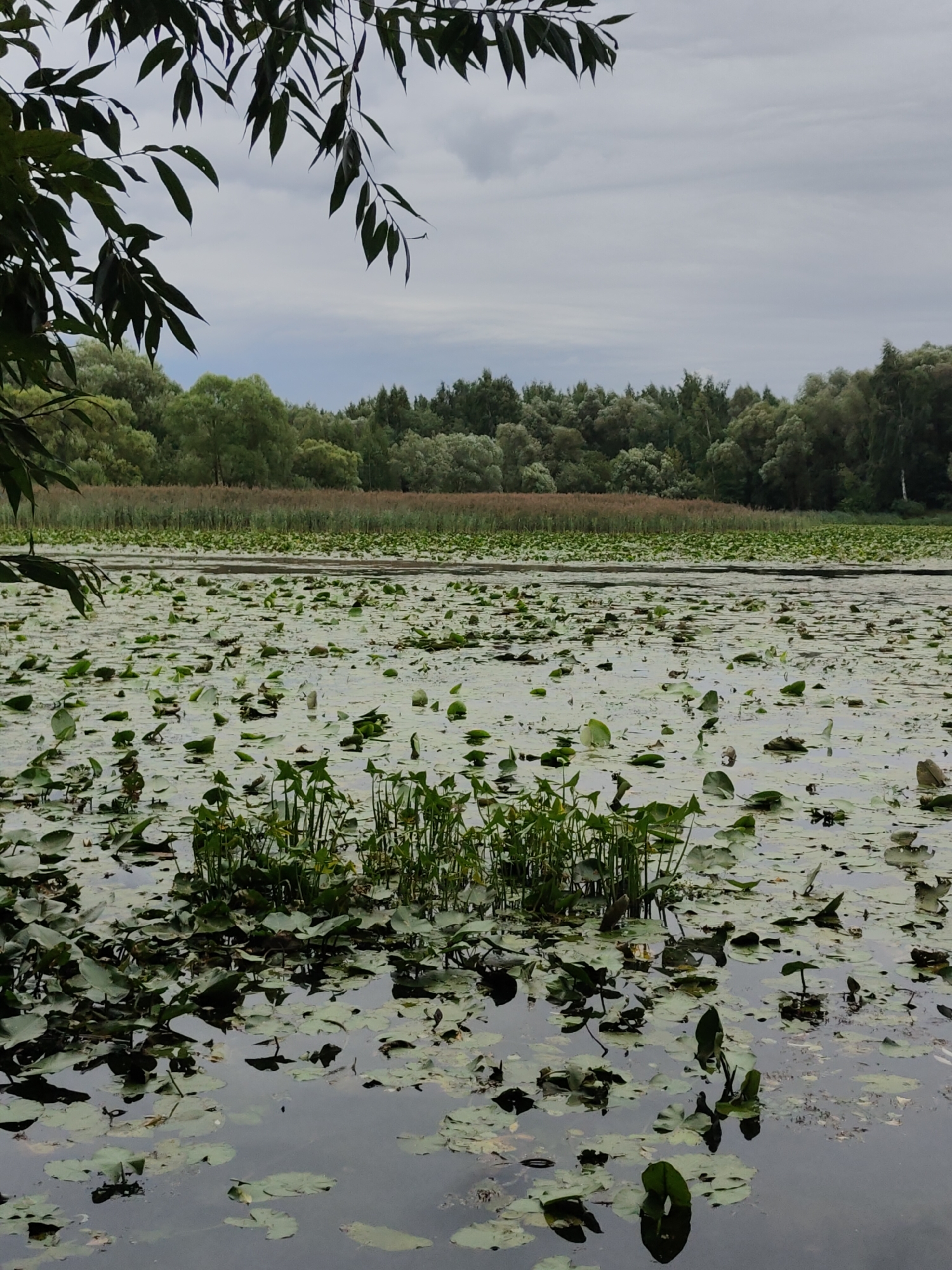 A low-angle, medium shot captures a still lake covered in lily pads and aquatic vegetation. In the foreground, dark green lily pads float on the murky water, with taller green reeds emerging from the center. The mid-ground shows a dense, horizontal band of tall brown reeds, leading to a distant, lush green forest that fills the background. Overcast, gray clouds dominate the sky, creating a subdued and muted atmosphere. A dark-leafed tree branch hangs from the upper left corner of the frame. The scene is devoid of any human presence.