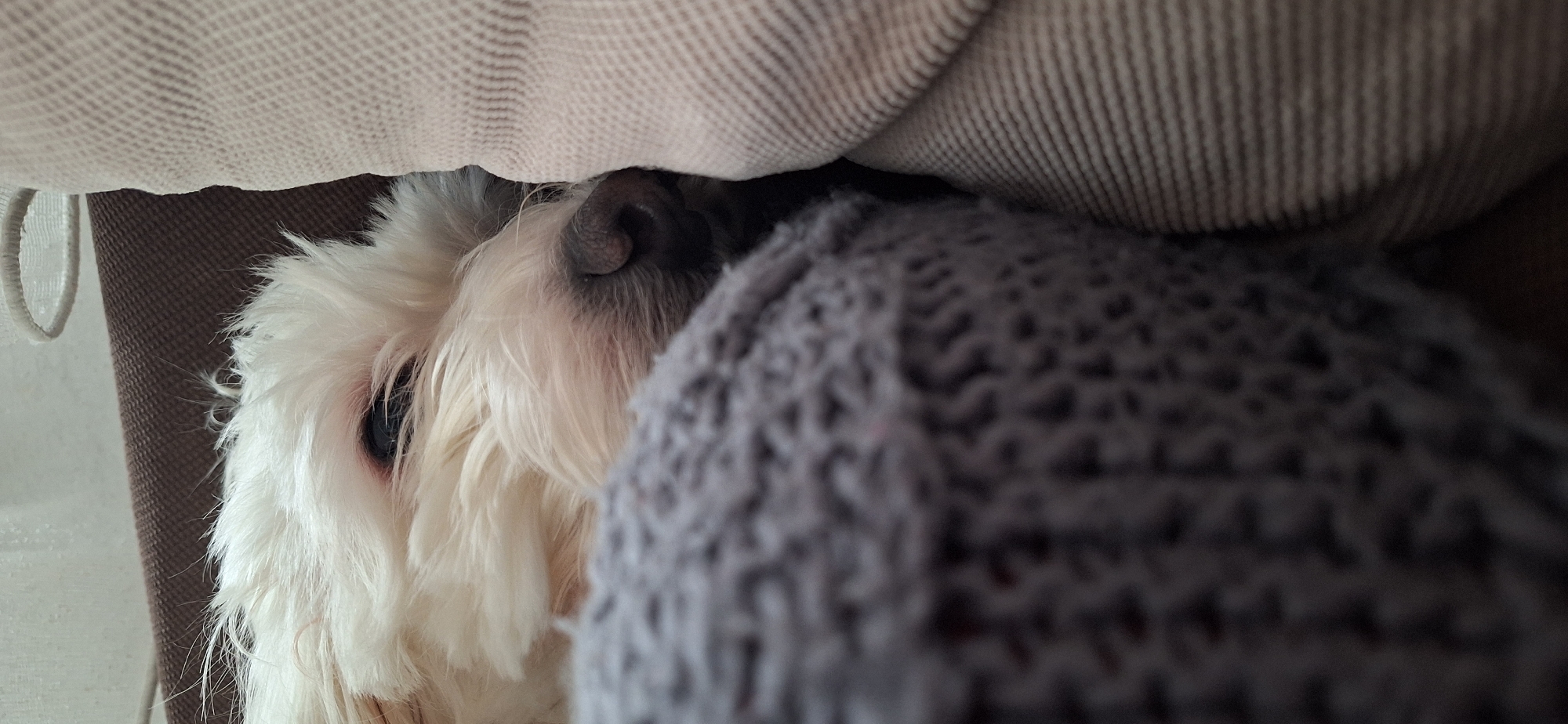 A white dog with black eyes and a black nose is partially visible, squeezed between a beige cushion and a gray knit blanket. The scene appears to be indoors, likely on a sofa. The location in the city of Blagoevgrad, Bulgaria cannot be determined from the image.