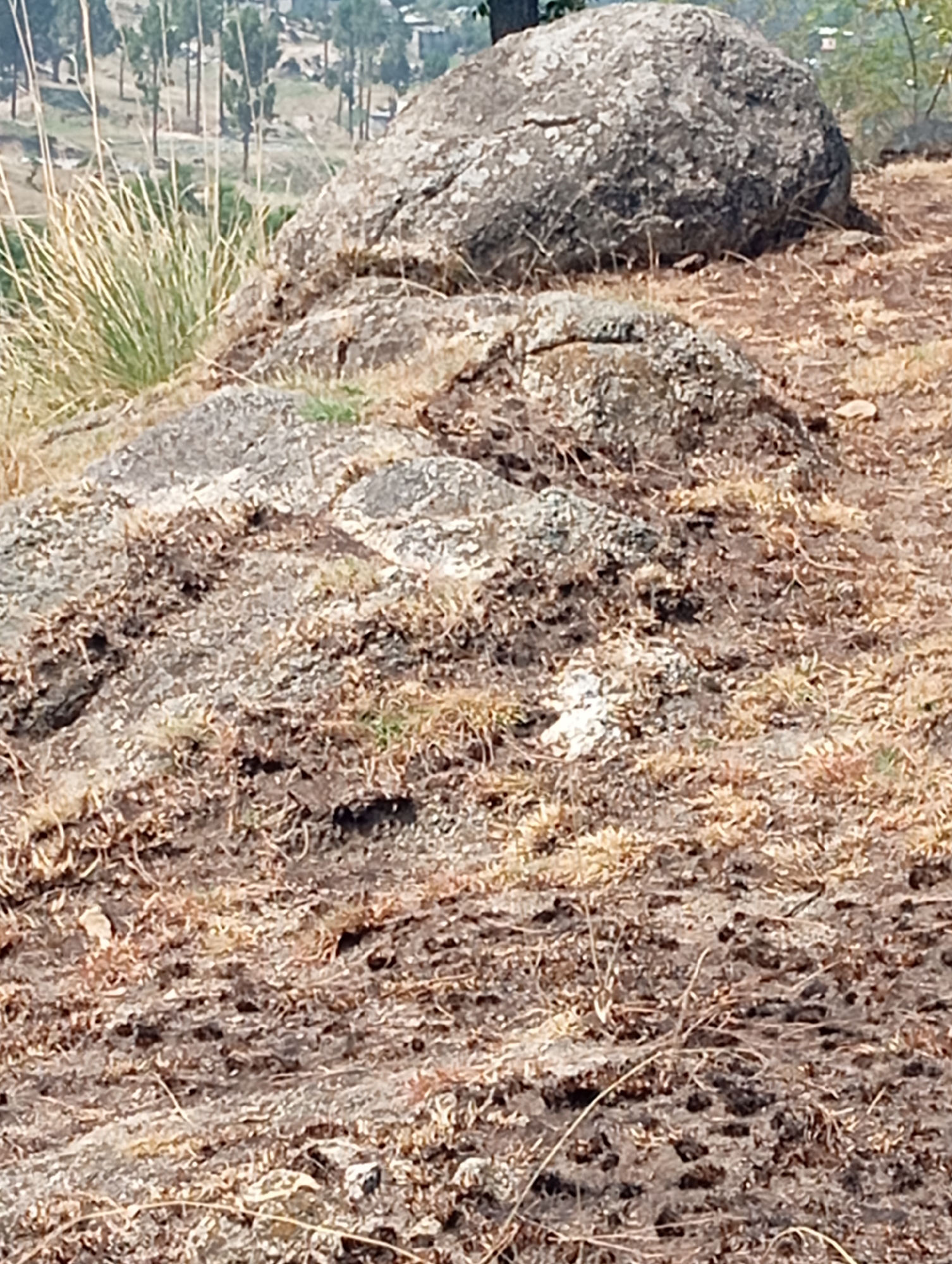 The image depicts a rocky, arid landscape with sparse vegetation. In the foreground, a cluster of dry, brown grass and soil covers the ground, interspersed with several large, grey rocks of varying sizes. The rocks appear weathered and have a rough texture. One particularly large, rounded boulder dominates the upper portion of the image. In the background, a sparse forest of tall, thin trees is visible on a hillside, with some buildings nestled among them, suggesting a rural or semi-rural settlement. The overall impression is one of a dry, natural environment, possibly in a mountainous or hilly region. There are no people or animals visible in the image. The scene appears to be located in Hakale, Pakistan, as per the prompt.
