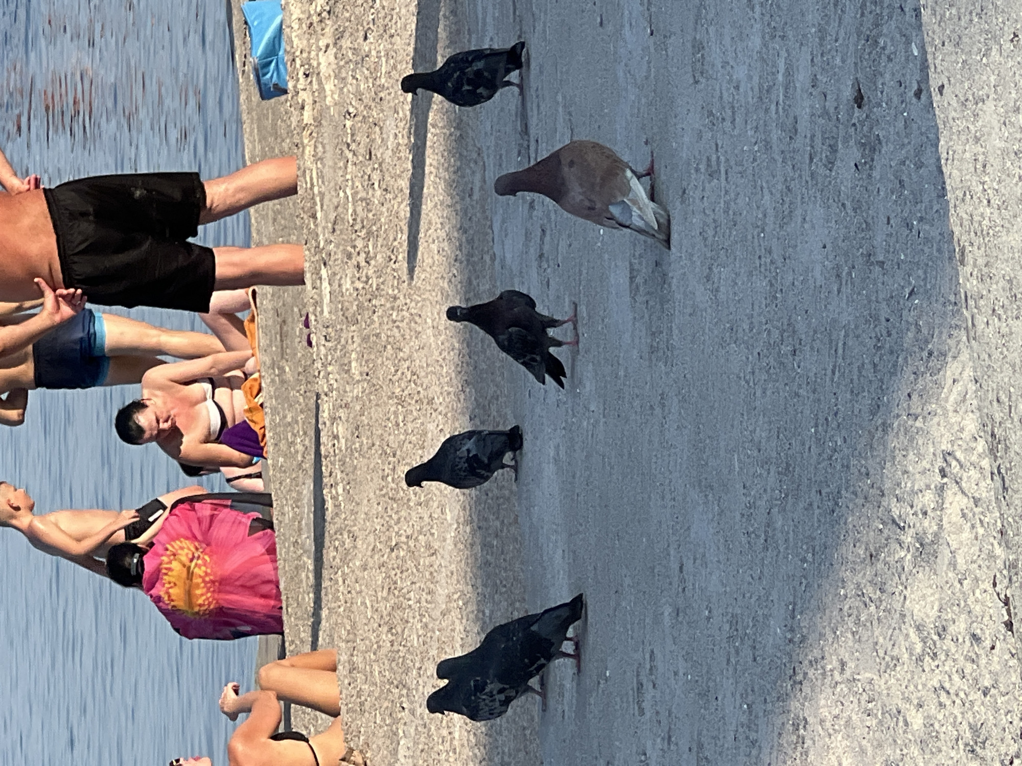 The image depicts a sunny day at a beach in Odesa, Ukraine. Several people are present, dressed in swimwear, enjoying the water and the sand. In the foreground, a group of pigeons are foraging on the paved area. The water in the background is calm and appears to be the Black Sea. The overall atmosphere is relaxed and typical of a summer day at the beach.