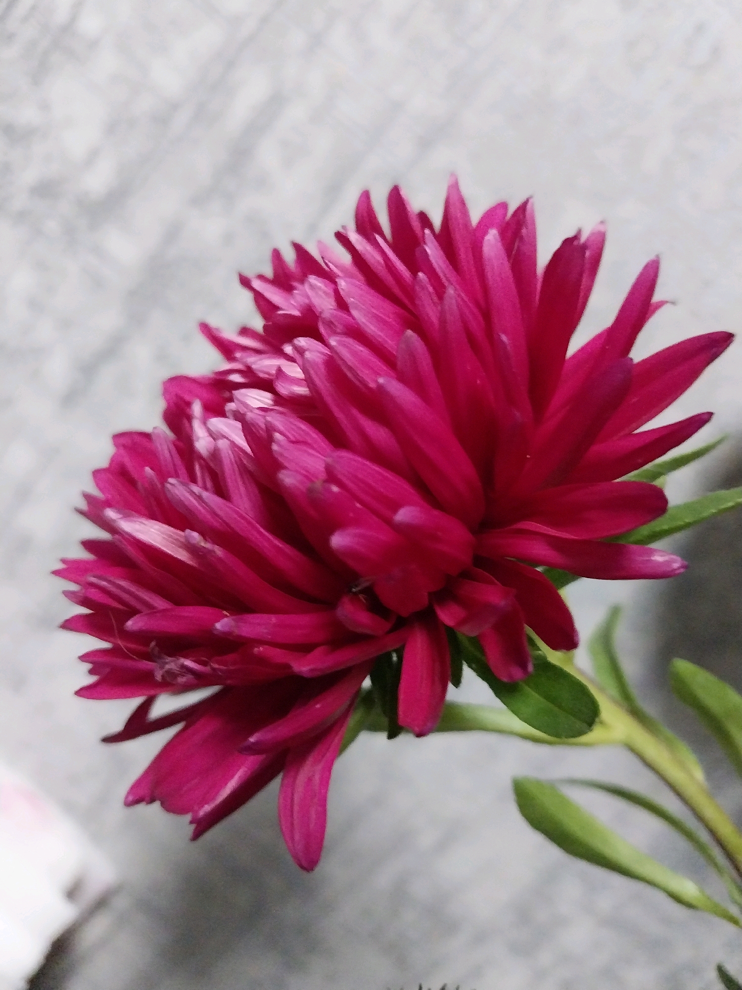 A close-up, vertical, studio shot captures a vibrant pink aster flower against a textured, light gray background. The flower is positioned in the center-right of the frame, angled to the left, with its many pointed petals creating a dense, layered bloom. Some petals appear slightly lighter in color, indicating variations in light or natural coloring. Green leaves and a stem are visible towards the bottom right, extending out of frame. The background exhibits a subtle, almost marble-like texture with faint diagonal lines. No people or discernible city features are present, suggesting the image was taken indoors or in a controlled environment. The image contains no information about its location in Dnipro, Ukraine.