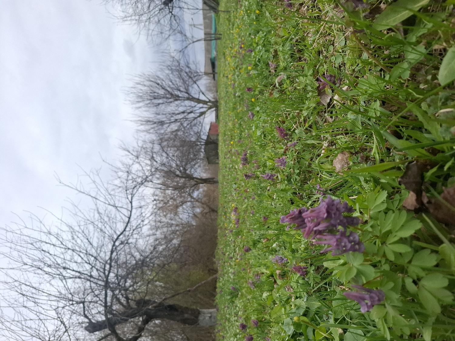 This image, captured in Nerezha, Russia, presents a low-angle view of a natural, grassy landscape, likely during early spring. The foreground and midground are dominated by a lush carpet of vibrant green grass, dotted extensively with small clusters of purple wildflowers, possibly Corydalis species, and a few scattered yellow blooms. Dried brown leaves are intermingled with the fresh growth, indicating the seasonal transition.
In the background, a line of deciduous trees stands bare, their branches forming intricate silhouettes against a light grey, overcast sky. The absence of leaves on the trees reinforces the impression of early spring or late winter. Faintly visible beyond the trees on the distant horizon are hints of rural structures, possibly buildings or fences. The overall lighting is soft and diffused, consistent with an overcast day. No people or specific activities are depicted, giving the scene a serene and tranquil atmosphere. There is no visible text in the image.