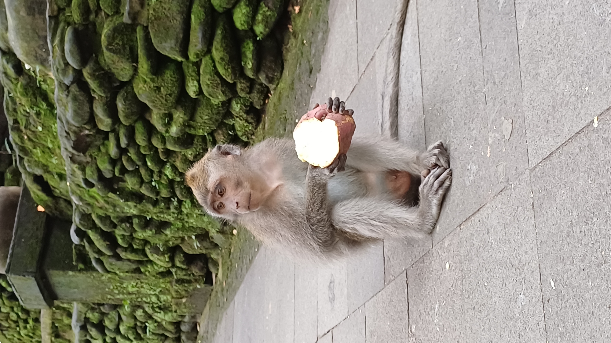 A monkey sits on a stone pathway in Ubud District, Indonesia, holding a half-eaten, peeled potato. Moss-covered stones are visible behind the monkey. The background and pathway are light-colored.