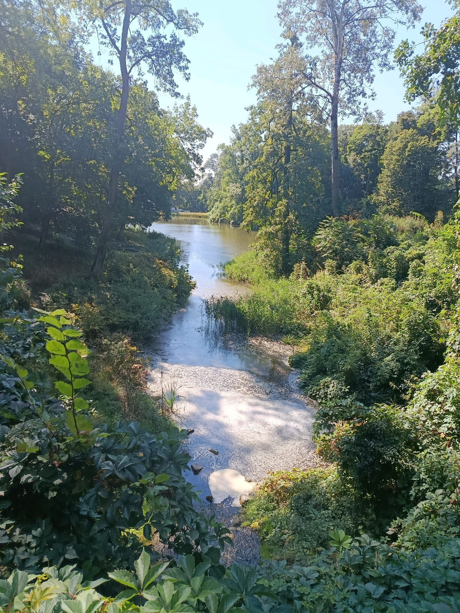 An elevated, wide shot captures a sunlit scene of the Skryhalivka River in Skryhalivka, Ukraine. The river, flowing from the background towards the foreground, is flanked by dense, verdant foliage and tall trees on both sides, their leaves reflecting the bright daylight. The water's surface is partially covered by a light-colored, frothy substance, creating a stark contrast with the darker shades of the surrounding vegetation. A few rocks are visible in the water near the right bank, close to the foreground. The sky above is a clear, pale blue. The scene appears to be a natural landscape within the city.