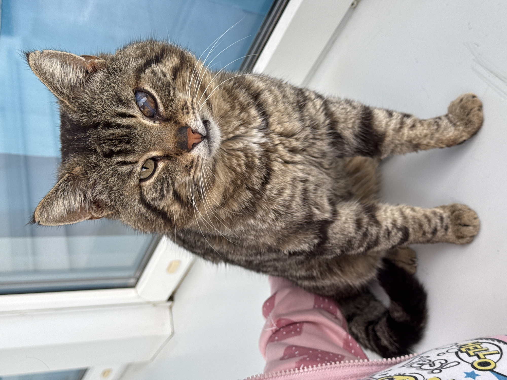 A tabby cat with a cloudy left eye sits on a white surface, likely a windowsill. The cat is facing the camera with its head tilted slightly to the left. It has stripes on its fur and long white whiskers. Part of a pink jacket with cartoon-like patterns is visible beneath the cat. A window with a blue reflection is in the background. The scene appears to be indoors, next to a window. There is no indication of the location being Yevpatoriya, Ukraine, from visual clues in the image.