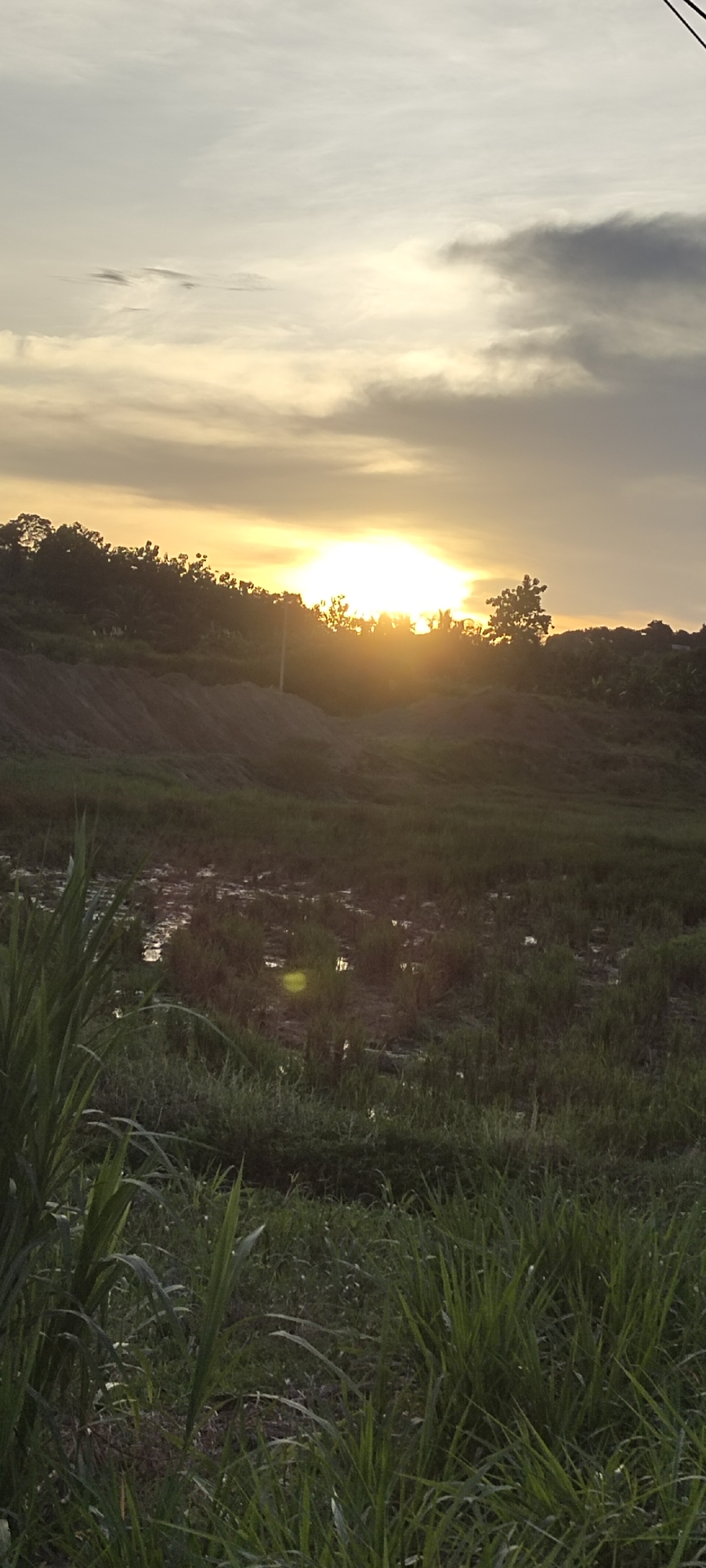 Captured in Palohgadeng, Indonesia, the image presents a landscape at dusk. The setting sun, partially obscured by a treeline atop a small rise, casts a warm, golden glow against a partly cloudy sky. In the foreground, there's a field covered in lush green grass, some areas appearing marshy with standing water. Tall blades of grass and other plants are visible near the bottom of the frame, adding a sense of depth. A dirt mound is seen in the middle ground, suggesting earthworks or a construction project. The atmosphere is still and the sun is setting over a tranquil landscape.