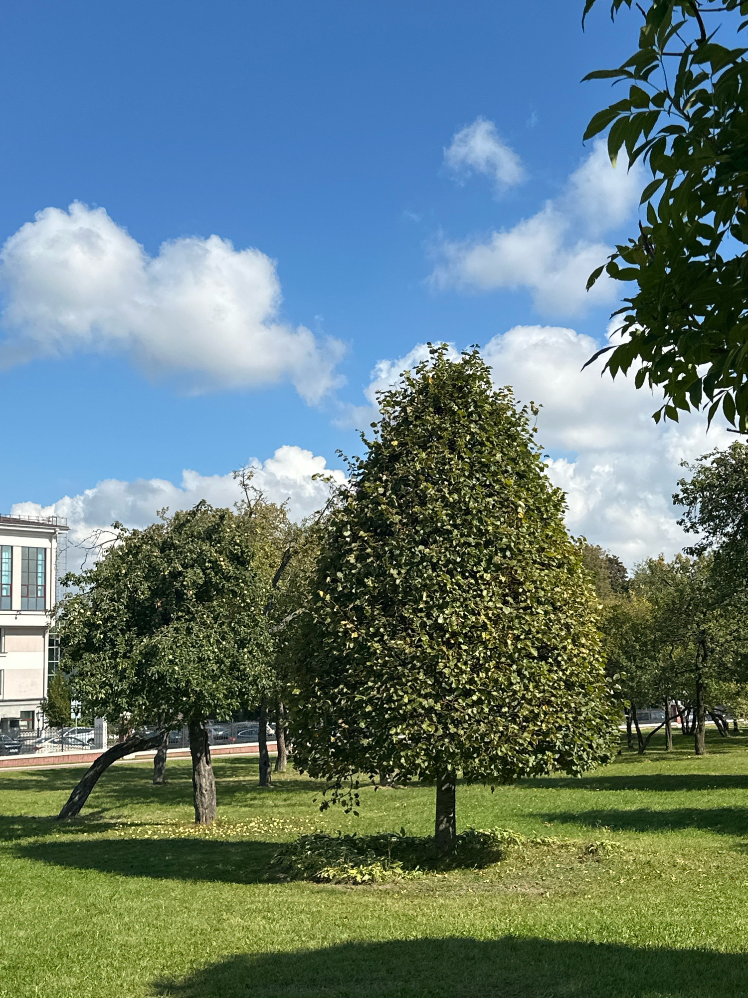 The image depicts a park on a sunny day with a blue sky dotted with white, puffy clouds. In the foreground, a well-maintained green lawn is present, with shadows cast by trees. Two trees are prominently featured in the middle ground: one on the left is bent over, and the other on the right is cone-shaped and dense with leaves. Scattered around the base of the bent tree are fallen yellow leaves or fruit.
In the background, there is a modern building with light-colored walls and large windows. Beyond the building and trees, a street with parked cars is visible. The overall scene suggests an urban park environment in Minsk, Belarus, likely during autumn given the fallen leaves. There are no people visible in the image.