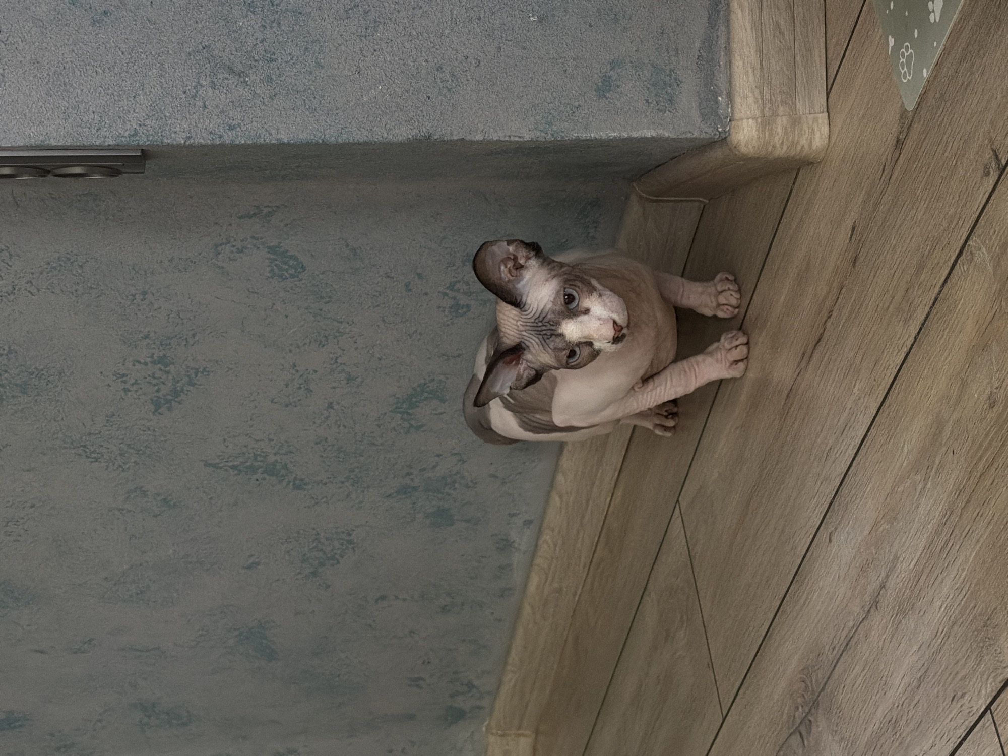 The image shows a hairless cat, likely a Sphynx breed, in an indoor setting. The cat is positioned between a textured, light-blue wall and a wood-grain floor. The cat is looking up and appears to be in a standing position. The scene takes place in a city and location that is not identifiable from the given image.