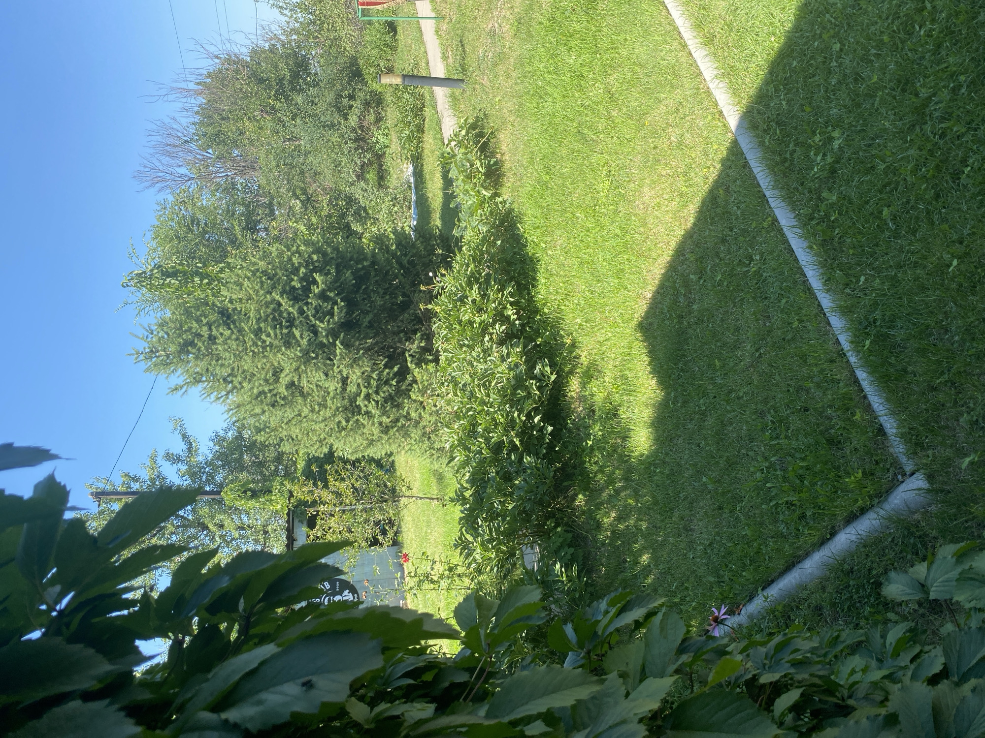 The image depicts a sunny day in a park or garden area with lush green grass and various trees and shrubs. In the foreground, large green leaves from a plant partially obscure the view on the left side. The middle ground features a prominent evergreen tree, surrounded by a dense cluster of green bushes and smaller plants. A paved pathway curves through the grass, with a dark-colored post and a light-colored cylindrical object visible along its edge. Further in the background, more trees and foliage create a sense of depth. The sky is clear blue, indicating good weather. The scene is set in the city of Жалпақсай, Kazakhstan.