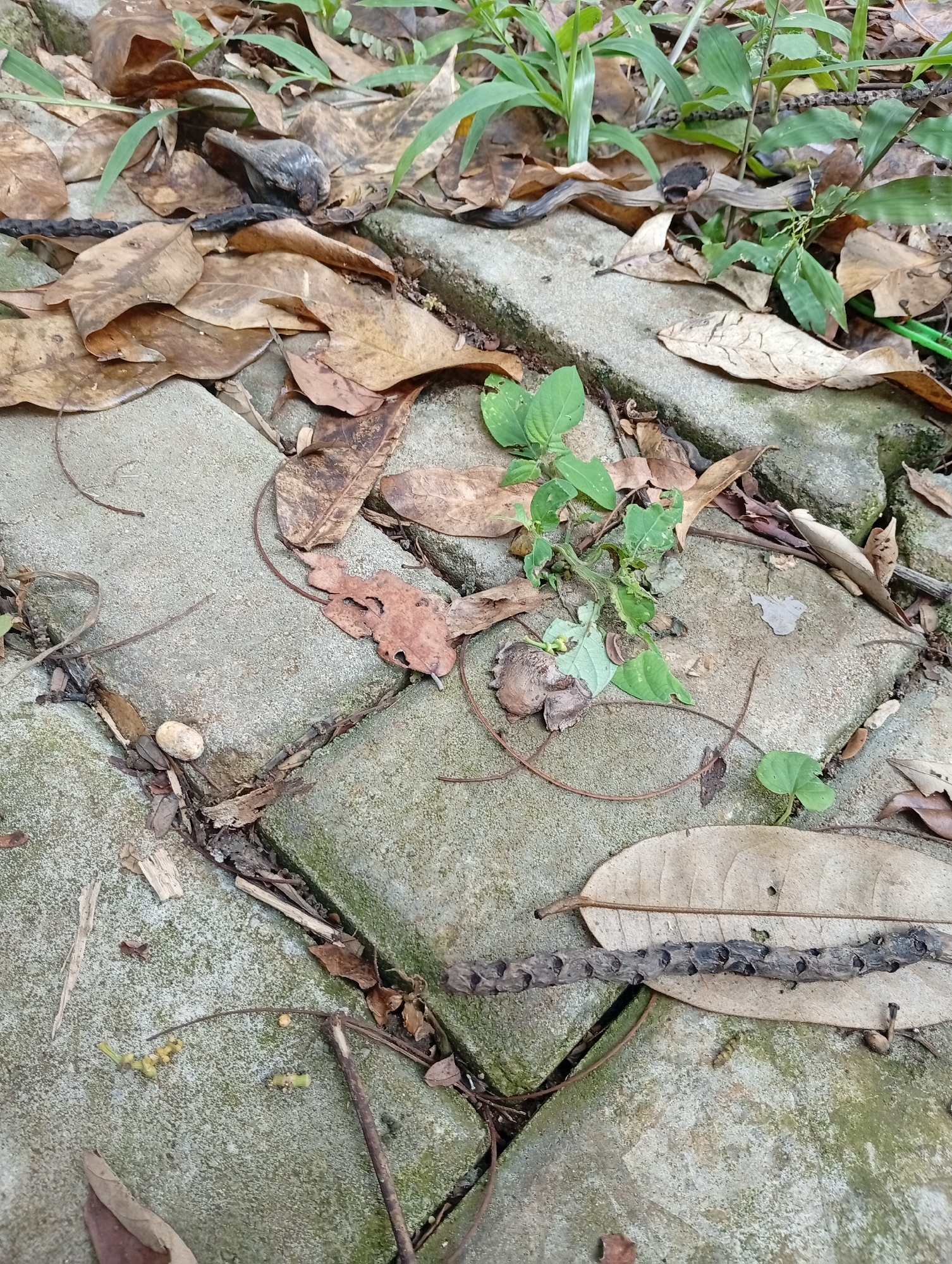The image depicts a ground-level view of a paved area, likely a pathway or courtyard, in Cisitu, Indonesia. The paving stones are irregular in shape and arrangement, with visible moss and debris filling the gaps. Scattered across the stones are numerous dry, fallen leaves, primarily in shades of brown and tan, suggesting an outdoor environment. Some small green plants are also growing amidst the leaves and between the paving stones. A prominent feature is a piece of dried, segmented wood lying horizontally across the frame, resembling a small, hollowed-out branch. The lighting is natural, indicating it was taken outdoors. There are no people or obvious signs of human activity other than the paving. The scene is one of natural decay and overgrowth in an urban or semi-urban setting.