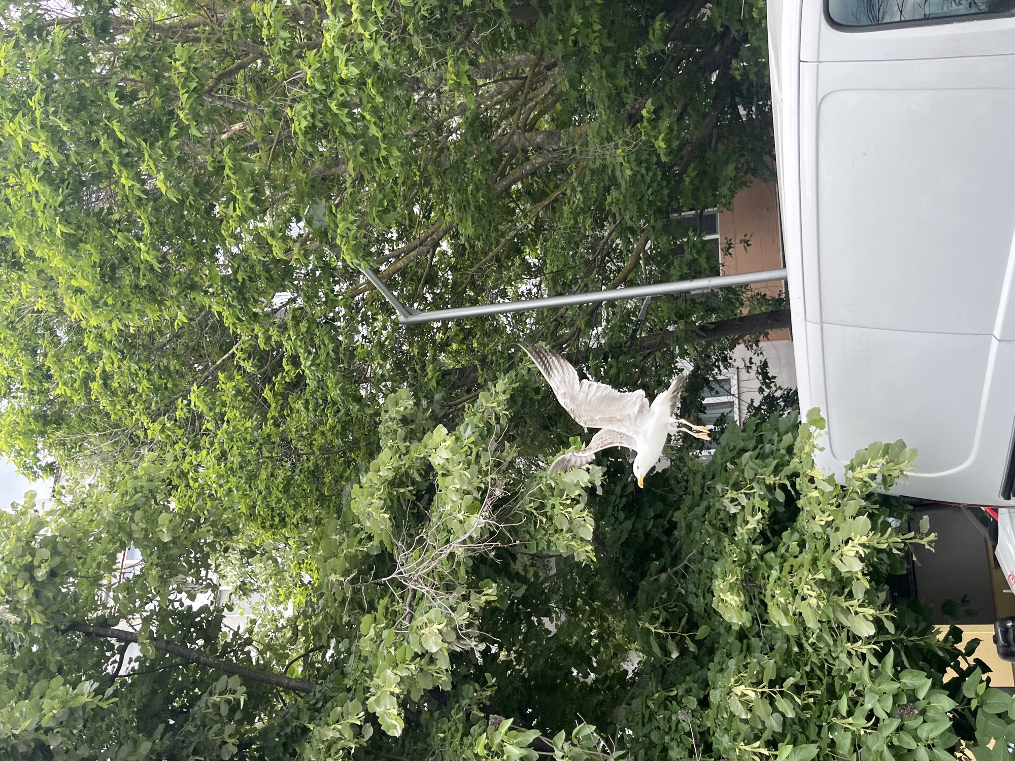A seagull is captured mid-flight, partially obscured by green foliage. A white van is visible on the right side of the image. A metal pole is located amidst the trees. The precise location in Varna, Bulgaria, is difficult to determine without further information, but the presence of the seagull and vegetation suggests a coastal or urban environment with trees.