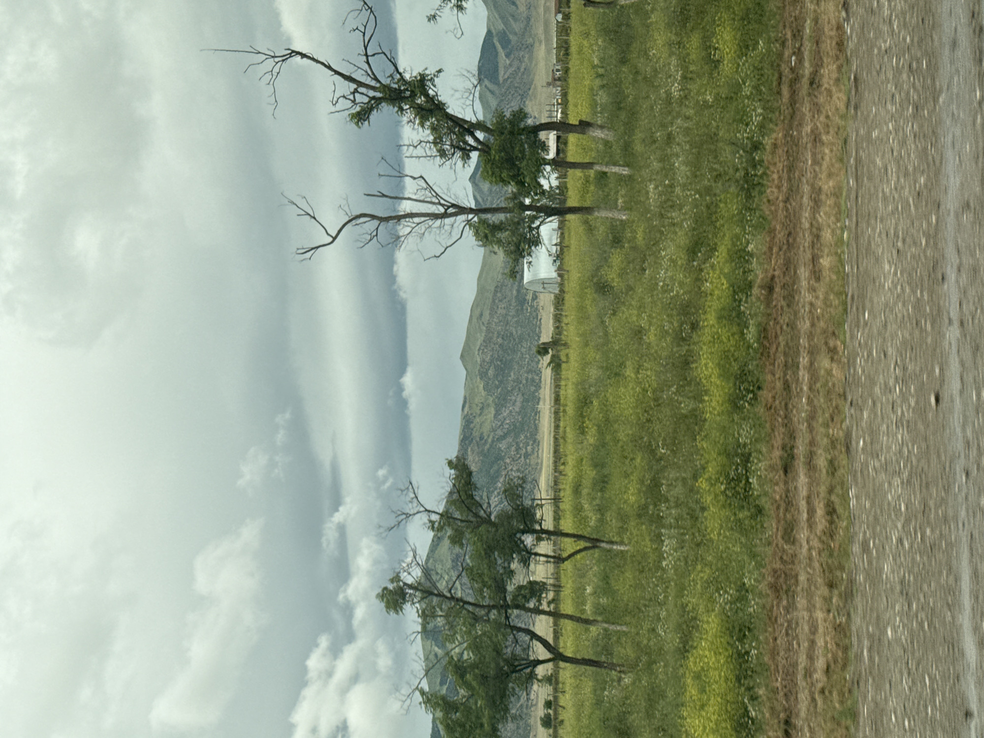The image presents an expansive natural landscape, seemingly captured in Korkmaskala, Russia, under an overcast sky.
In the immediate foreground, a textured dirt road or track with a gray-brown hue runs horizontally along the right edge of the frame. To its left, a narrow band of drier, light brown vegetation transitions into a lush, vibrant green field that dominates the midground. This field is speckled with numerous small white and yellow wildflowers or plants, adding visual texture.
Within this green expanse, several deciduous trees with dark, slender trunks and branches are scattered. Some trees exhibit full green foliage, while others appear partially bare, their intricate, stark branches reaching towards the sky. Behind these trees, towards the base of the distant mountains, a few indistinct, light-colored structures, one appearing white and somewhat rounded, are faintly visible.
The background is defined by a range of rolling mountains or hills, characterized by muted green and brown tones that suggest arid or sparsely vegetated slopes. The sky above is largely blanketed by soft, diffuse white and grey clouds, indicating an overcast or partly cloudy daytime. The scene conveys a sense of natural tranquility and spaciousness. There are no people, explicit activities, or visible text in the image.