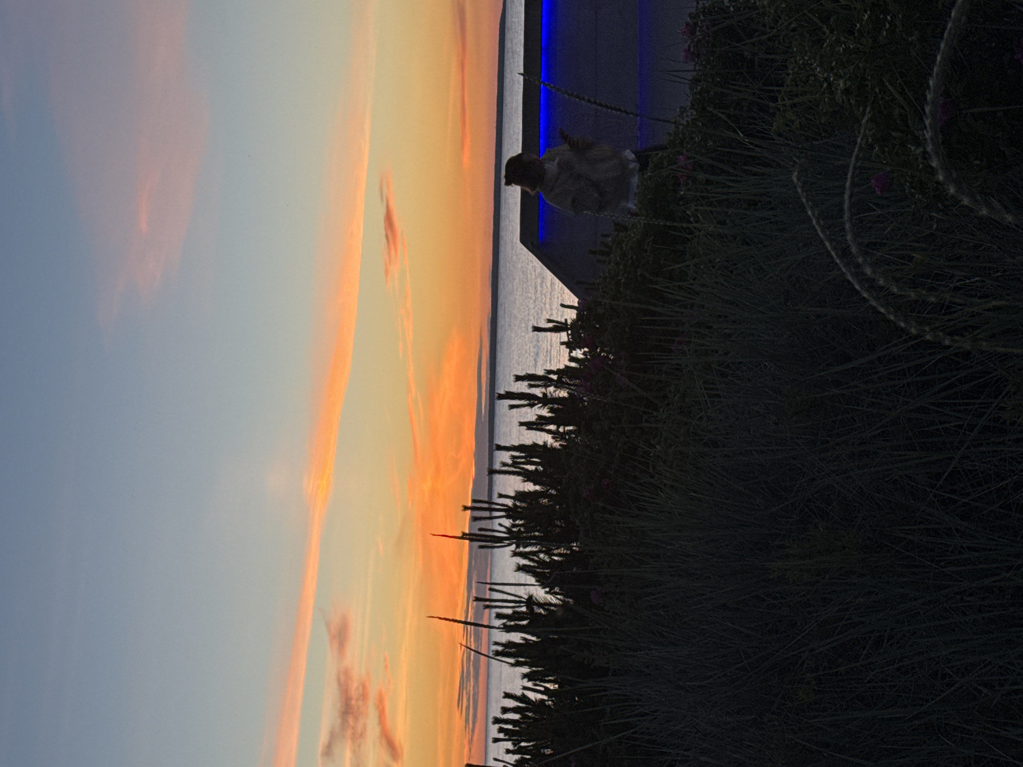 The image depicts a serene sunset over the sea. The sky is a gradient of blue and orange, with wispy clouds tinged with pink and yellow. In the foreground, silhouetted against the vibrant sky, are dark green bushes and grasses. Beyond the vegetation, the calm sea stretches to the horizon. On the right side of the frame, a person is visible standing near a modern structure with blue lighting. The scene appears to be a coastal area, possibly a park or a public space near the water, offering a view of the sunset. The overall atmosphere is peaceful and tranquil, capturing the beauty of a summer evening. The specific location in Tallinn, Estonia, is not explicitly identifiable from the image alone but the description suggests a seaside setting.