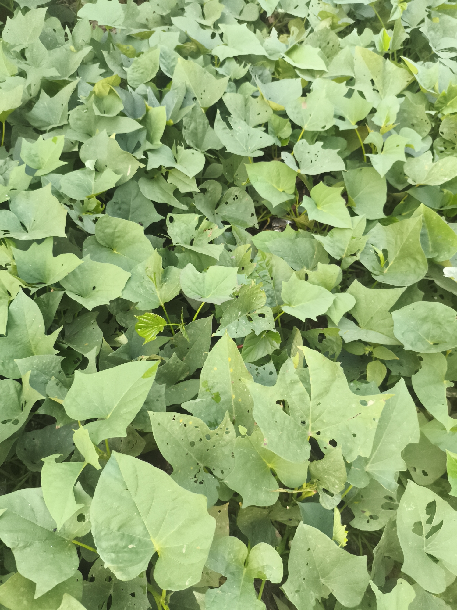 A dense patch of sweet potato plants fills the frame, their large, heart-shaped leaves a vibrant green. The leaves are slightly ruffled and some show signs of damage, with small holes and irregular edges, suggesting insect activity or natural wear. The overall impression is one of lush, overgrown vegetation, with the plants forming a thick carpet that obscures the ground beneath. The lighting is diffused, casting soft shadows and highlighting the varied textures of the leaves. The scene appears to be an outdoor agricultural setting, likely a field or garden, within the city of Samarinda, Indonesia, a region known for its tropical climate and fertile land which supports such crops.