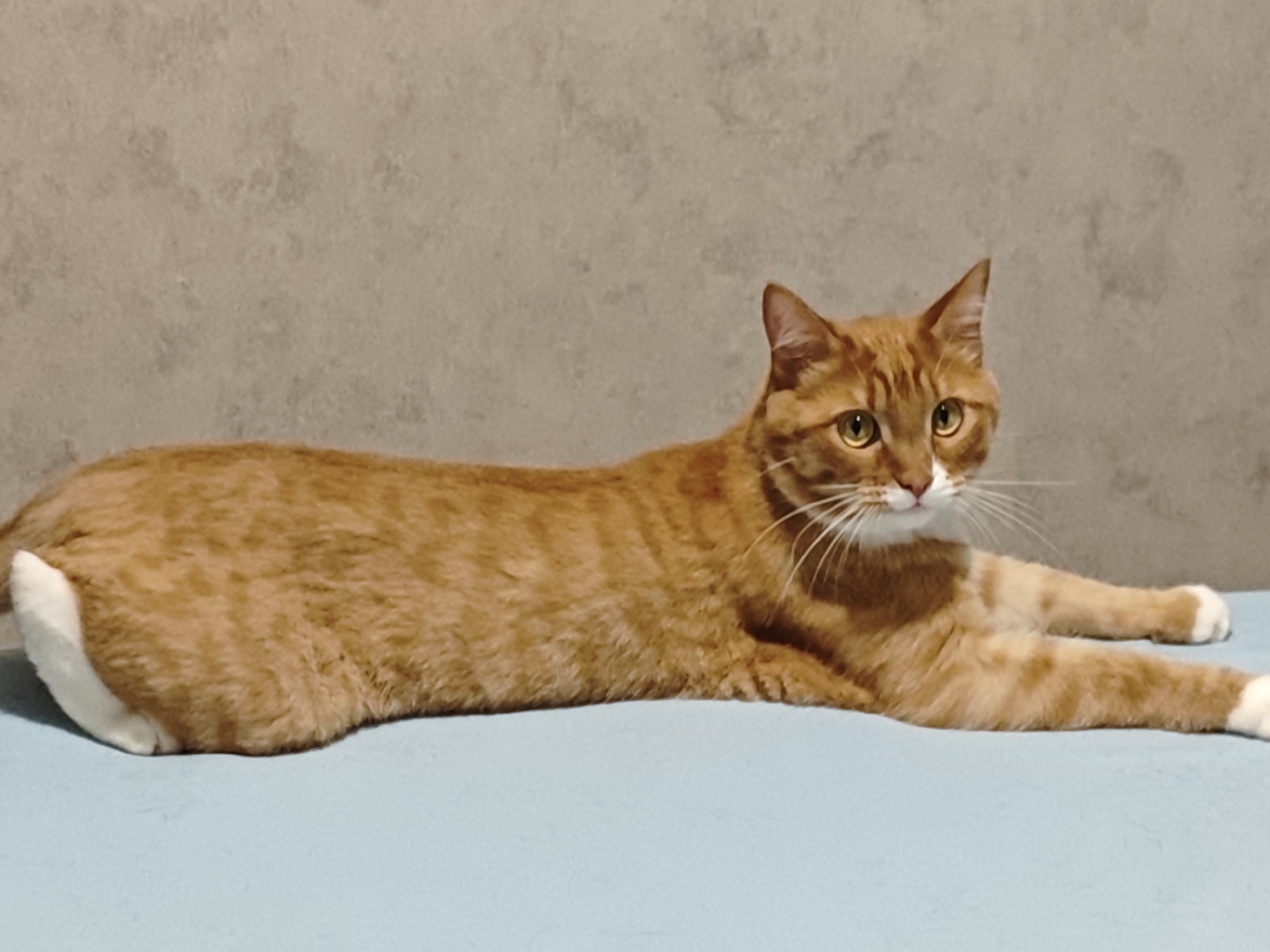 A ginger and white cat is lying down on a light blue surface, with its body stretched out horizontally. The cat has orange fur with darker orange stripes, a white chest and paws, and yellow eyes. Its tail is mostly hidden, but a white tip is visible at the left of the frame. The cat is looking towards the right of the frame with its head slightly tilted. The background is a textured, grey wall. The lighting suggests an indoor setting, and there are no visible time of day or weather cues. The cat appears relaxed and calm. There is no visible text in the image.