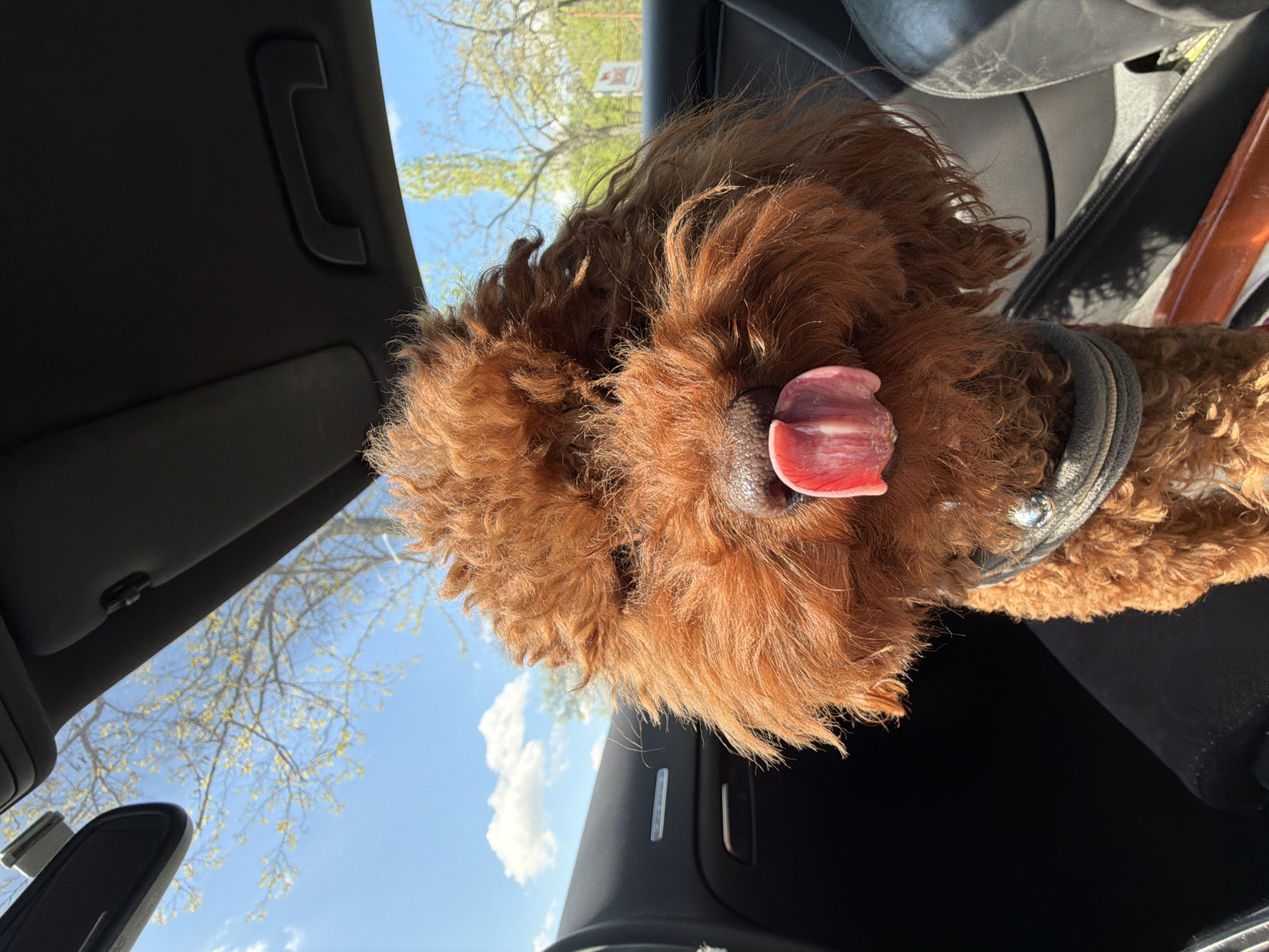 A reddish-brown poodle dog is sitting inside a car, likely on the passenger seat. The dog is wearing a harness and its tongue is sticking out. The interior of the car is visible, including the dashboard, the headliner, and the seat. Through the window, there's a view of a bright blue sky with some tree branches, suggesting it's daytime. The location is not identifiable as Sofia, Bulgaria, without more specific information within the image.
