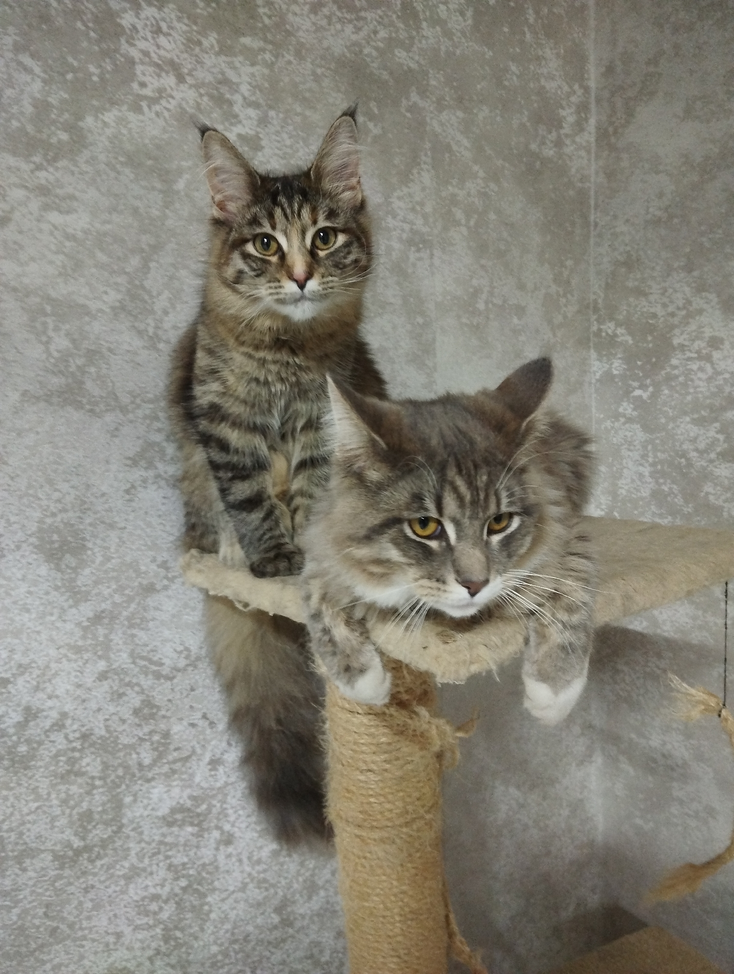Two long-haired tabby cats are captured indoors, likely in Grishanki, Russia, in what appears to be a domestic setting. Both cats are perched on a beige cat tree with sisal rope scratching posts, set against a textured light grey wall.
The cat in the background sits upright on an elevated platform, facing the camera with bright, inquisitive yellow-green eyes and prominent ear tufts. Its fur is a mix of brown and black stripes. The cat in the foreground lies on a lower platform, resting its front paws and looking slightly downwards with intense yellow-orange eyes. This cat also exhibits long whiskers and ear tufts, and its fur has similar tabby markings with a slightly grayer tone.
The scene suggests a calm daytime environment. There is no visible text in the image.