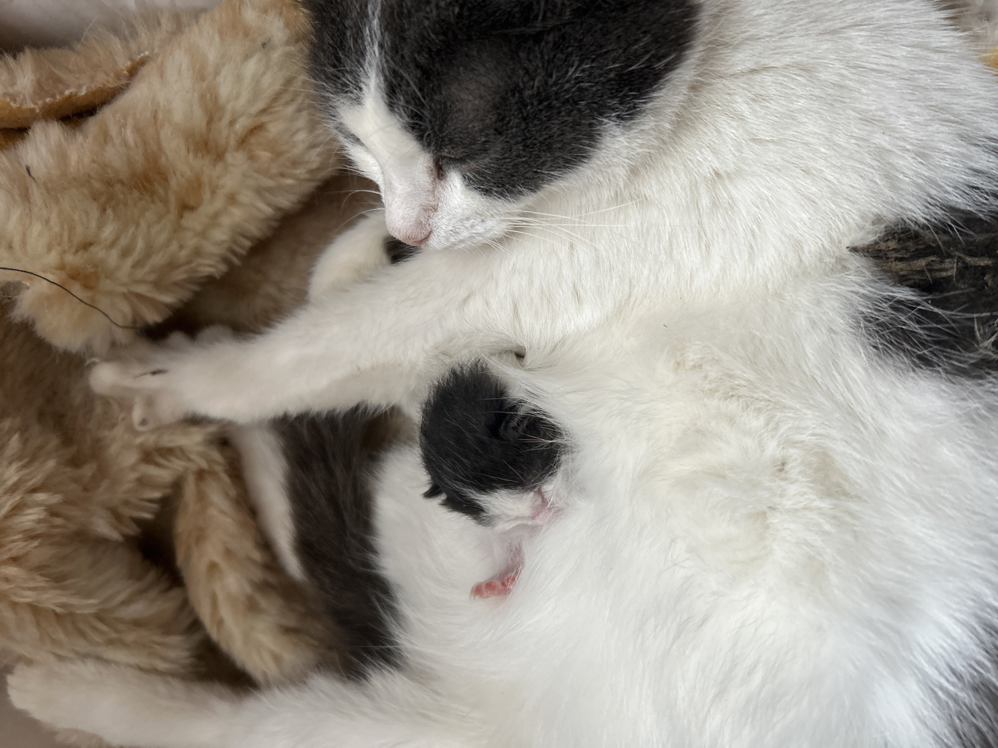 A grey and white cat sleeps with a newborn black kitten nestled in its fur. The scene appears to be indoors, with the cats resting on a soft, fluffy beige blanket.
