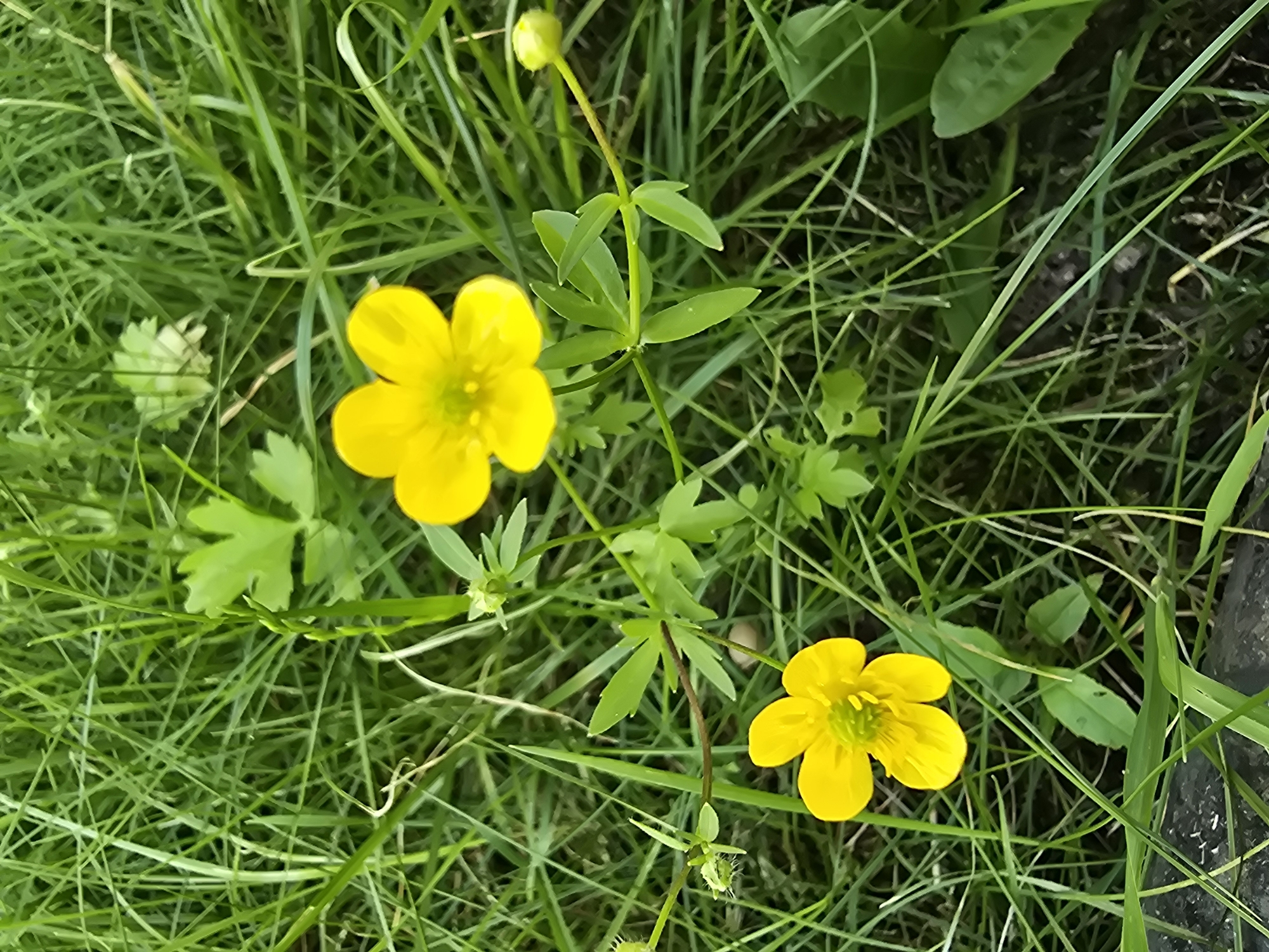 This is a close-up, eye-level, outdoor shot of two yellow buttercup flowers in a grassy area. The flowers are small and have five petals each, with a green center. The grass is lush and green, with some blades appearing lighter than others due to the lighting. In the background, there are more green leaves and blades of grass, with some out of focus, creating a shallow depth of field. The lighting appears to be natural daylight. There are no people or man-made structures visible in this specific frame. The image was taken in Sofiivska Borshchahivka, Ukraine.