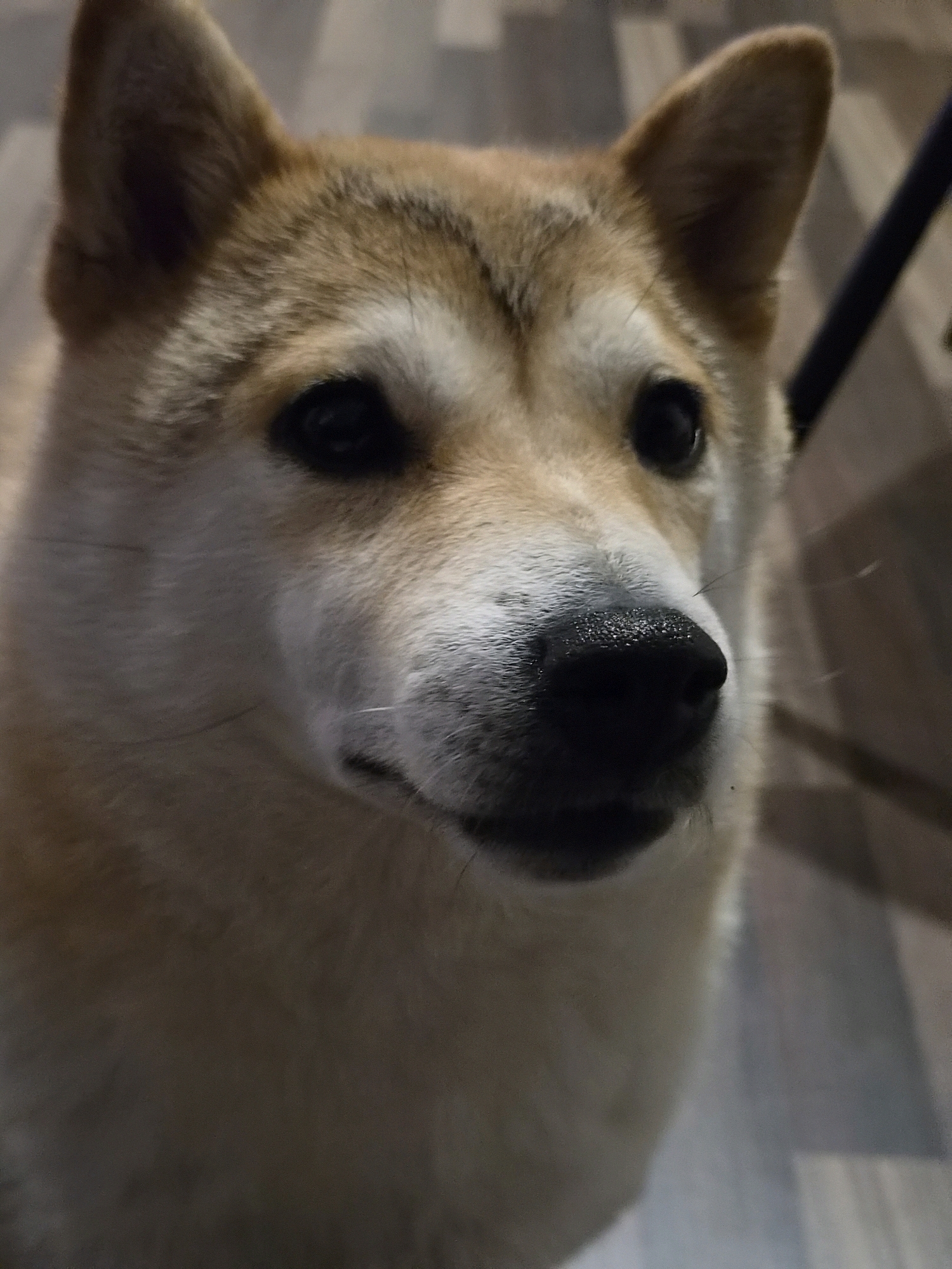 A close-up, eye-level shot features the head of a Shiba Inu dog. The dog's fur is predominantly a reddish-brown and cream color. Its ears are pointed and stand upright, and its dark eyes are visible. The dog's wet, black nose is also in clear view. The background appears to be an indoor setting with a wooden floor. The scene is located in Schiffdorf, Germany.
