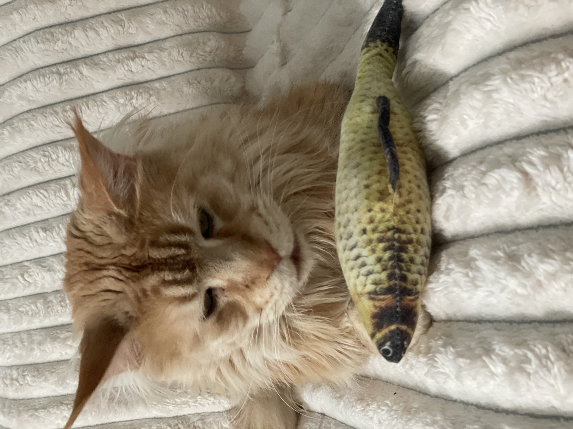 An adult ginger Maine Coon cat with a fluffy mane and tufted ears sits on a white, textured blanket. The cat's eyes are partially closed, and its gaze is directed downwards towards a toy fish in front of it. The fish is long and cylindrical, with a pattern resembling scales and a dark tail. The blanket appears to be a soft, plush material with raised, parallel ridges. The image is taken from a slightly elevated angle, focusing on the cat and the toy. The location is not provided in the image.