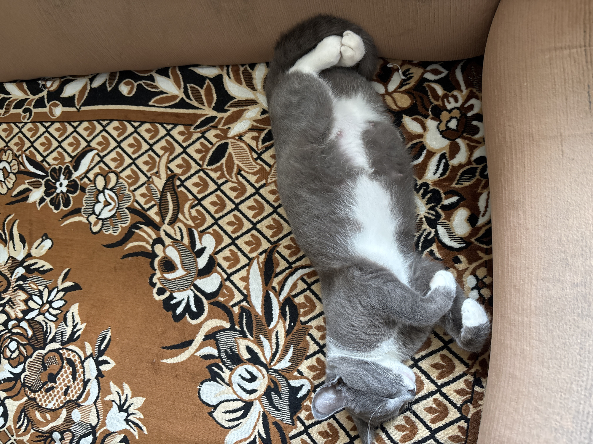 A grey and white cat is sleeping on a brown and cream patterned rug. The cat is curled up on its side, with its paws tucked in. The rug has a floral design with geometric accents. The background appears to be a couch or chair upholstered in a light brown fabric. The location is stated to be in the city of Il'panur, Russia, though there are no visual elements in the image that specifically indicate this location.
