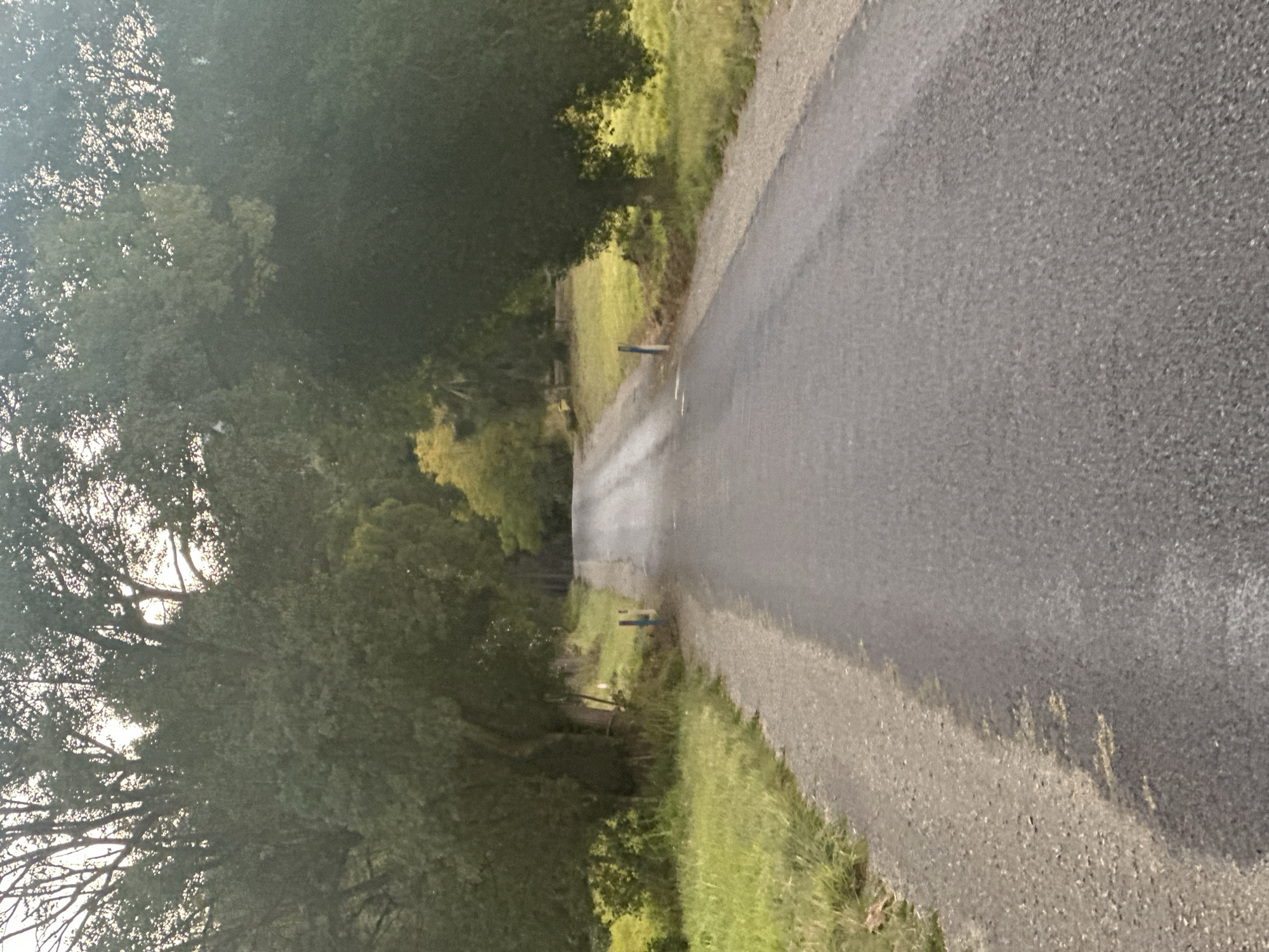 The image shows a paved road winding through a rural landscape. The road is lined with gravel on the left side and grass on both sides. Dense trees arch over the road in the foreground, with more trees and foliage visible in the background. The sky is overcast, with a pale light filtering through the trees. There are two blue and white markers visible on the side of the road. The scene appears to be in a natural setting, possibly a country road in Thora, Australia. No people or specific activities are depicted.