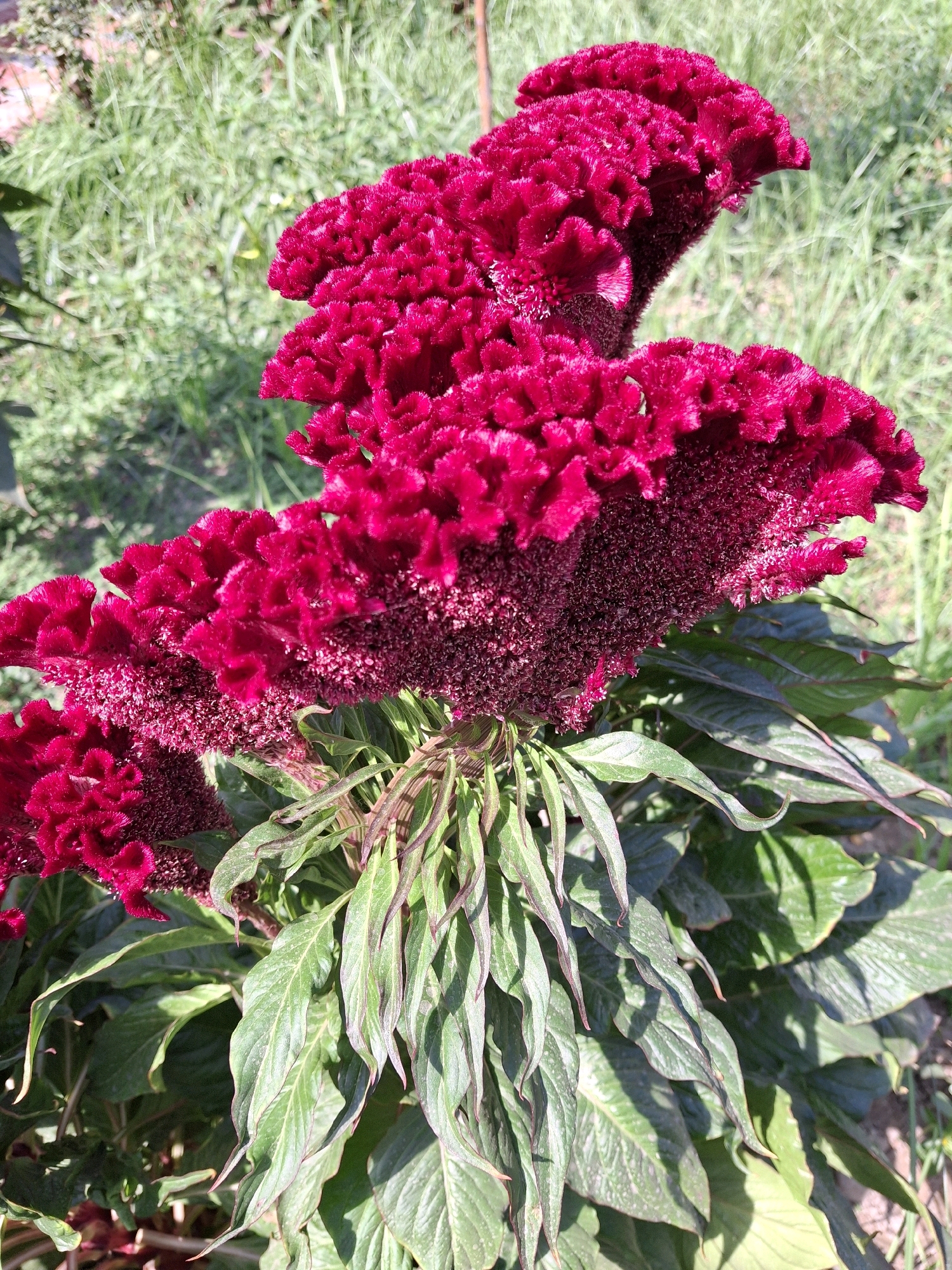 This is a close-up, eye-level, outdoor photograph of a cluster of bright pink, velvety celosia flowers. The flowers have a unique, ruffled texture and are arranged in a crest-like formation. They are the dominant subject, filling most of the frame. The foreground is dominated by the vibrant flowers and their dark green, elongated leaves. The leaves have a slight reddish-purple tinge along the edges. The background consists of blurred green grass and some sunlit areas, suggesting a garden or natural outdoor setting. There are no people or animals visible in the image. The image appears to have been taken on a sunny day, as indicated by the strong shadows cast by the leaves. The location is specified as Akbuyra, Uzbekistan.
